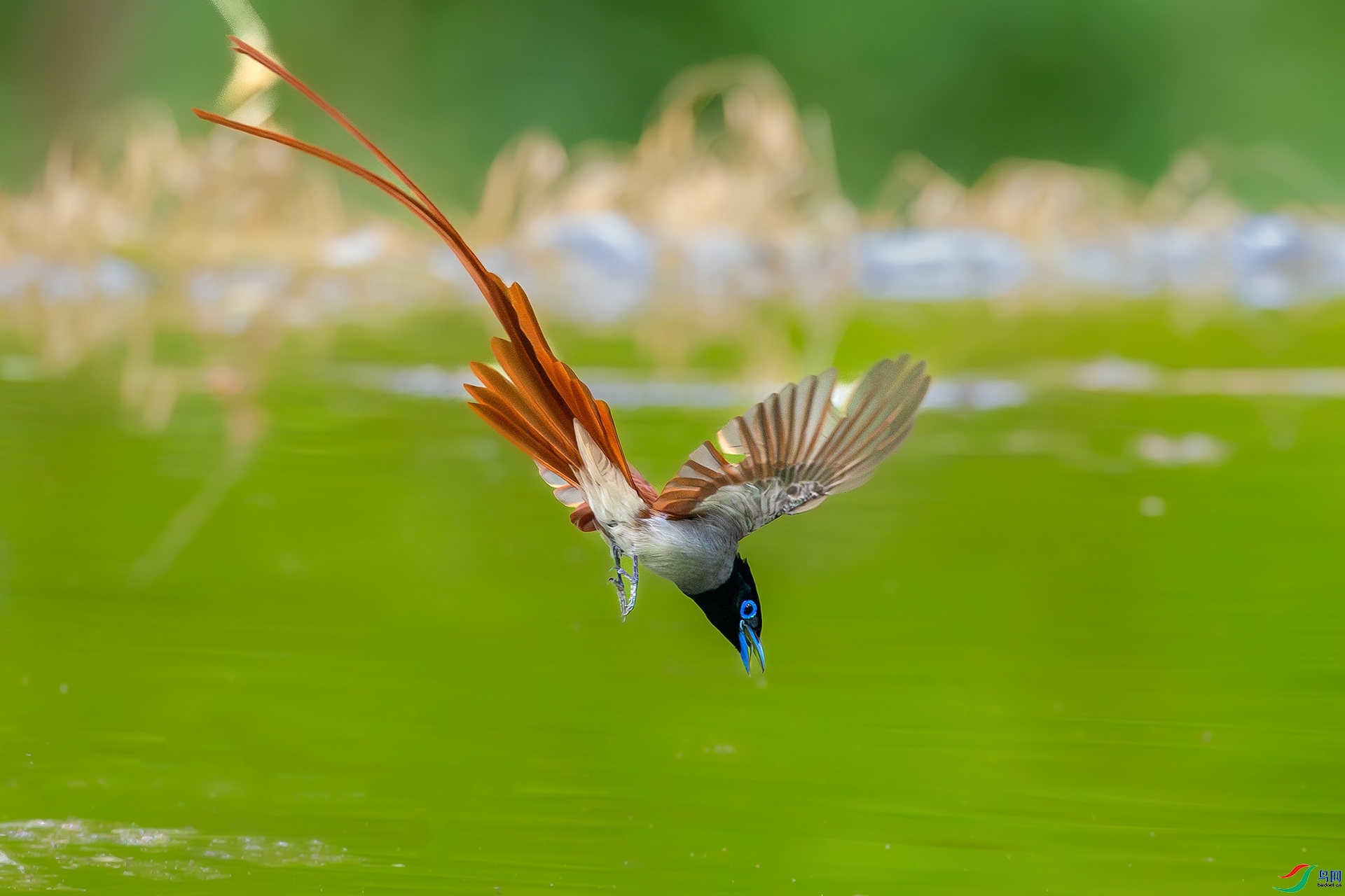 ������ˮ  ���� �羰�� �ܶ�.jpg