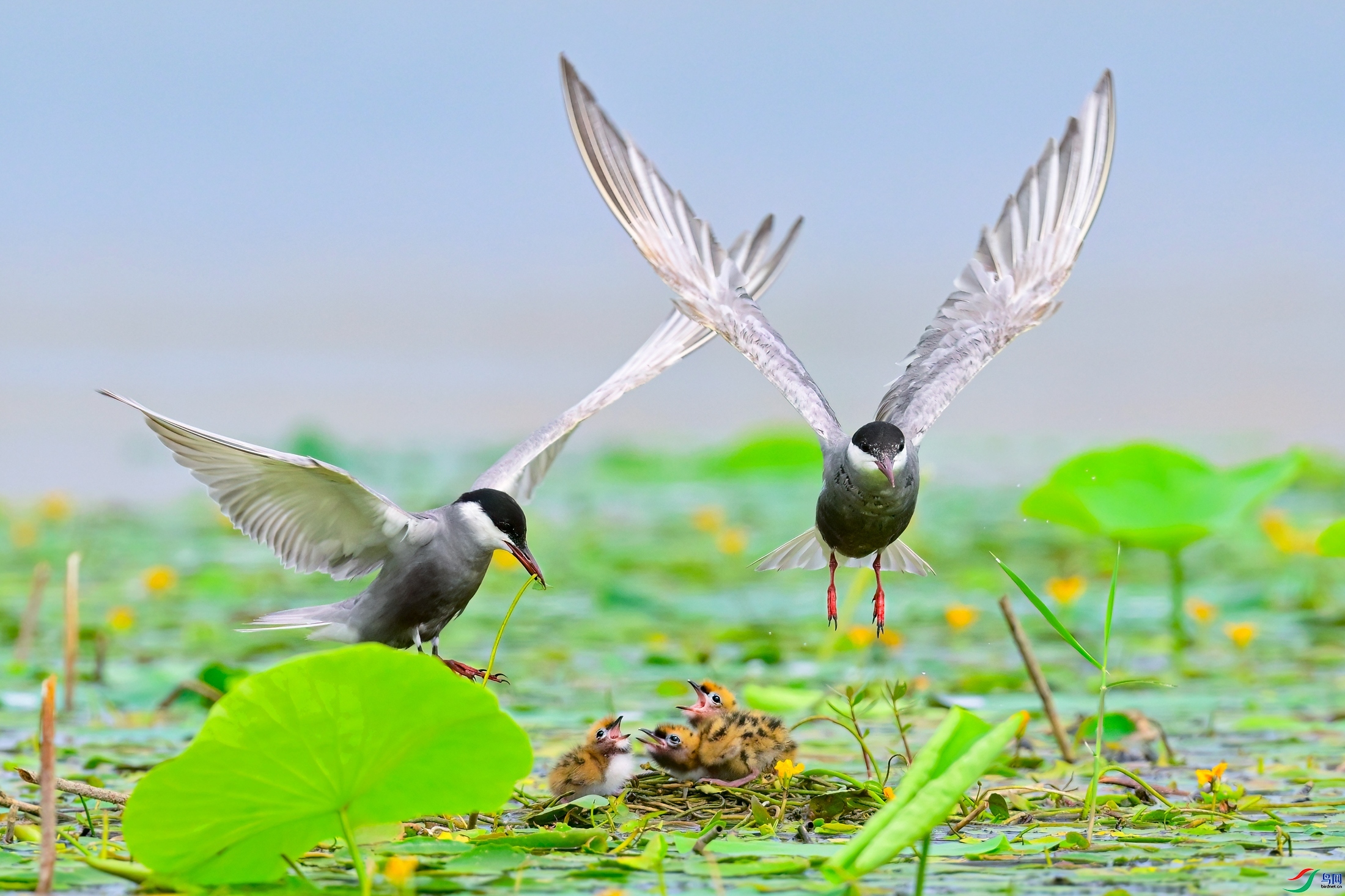 �Ҹ�һ���� ���� �չ�����-����  ����.jpg