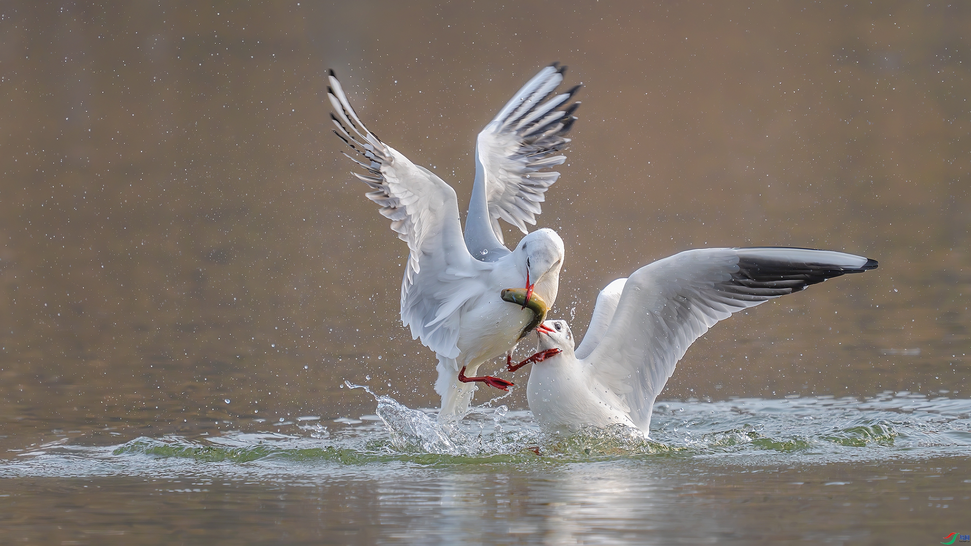 ������ ���� С�׺� ����.jpg