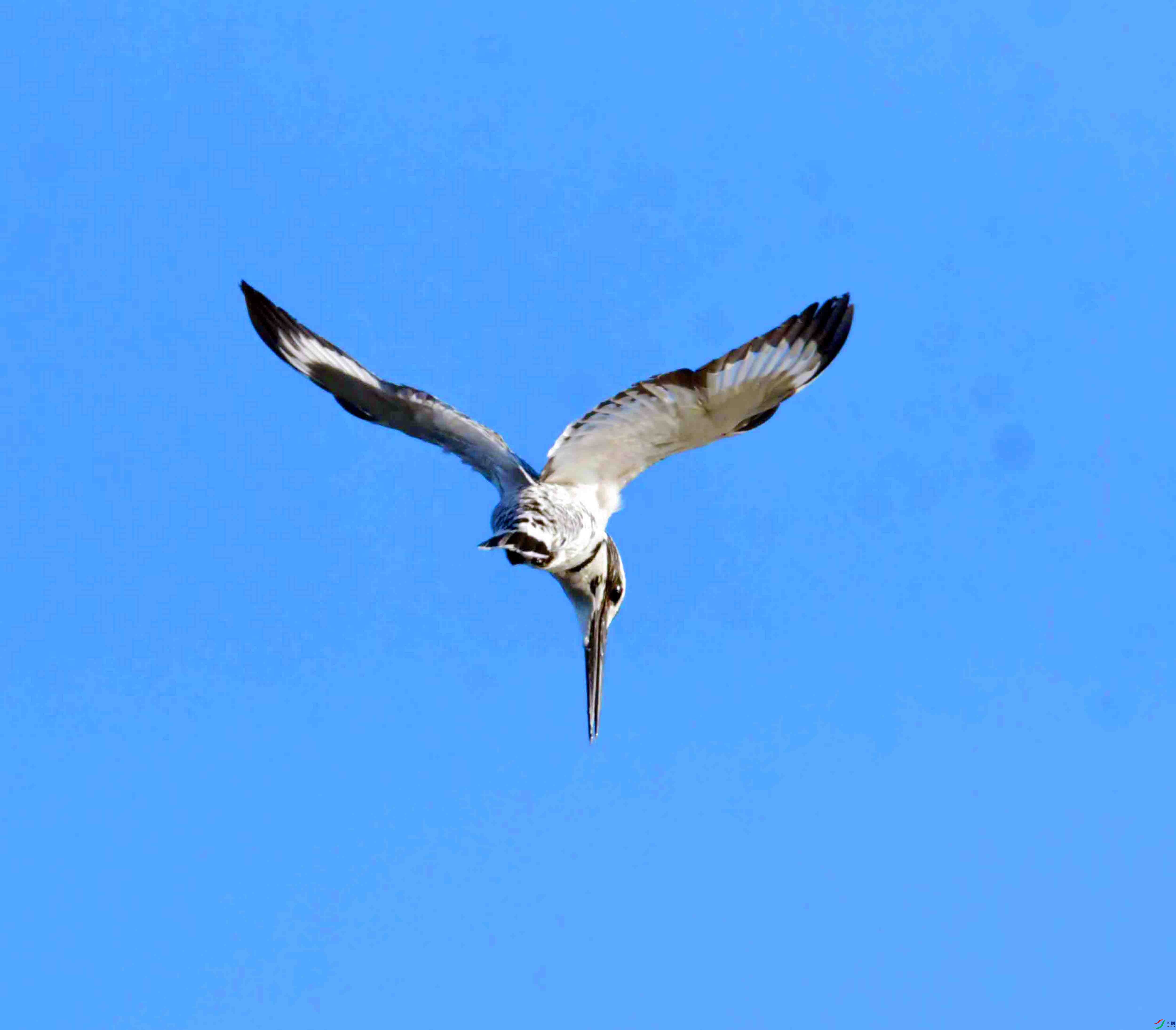 DSC_4046.JPG
