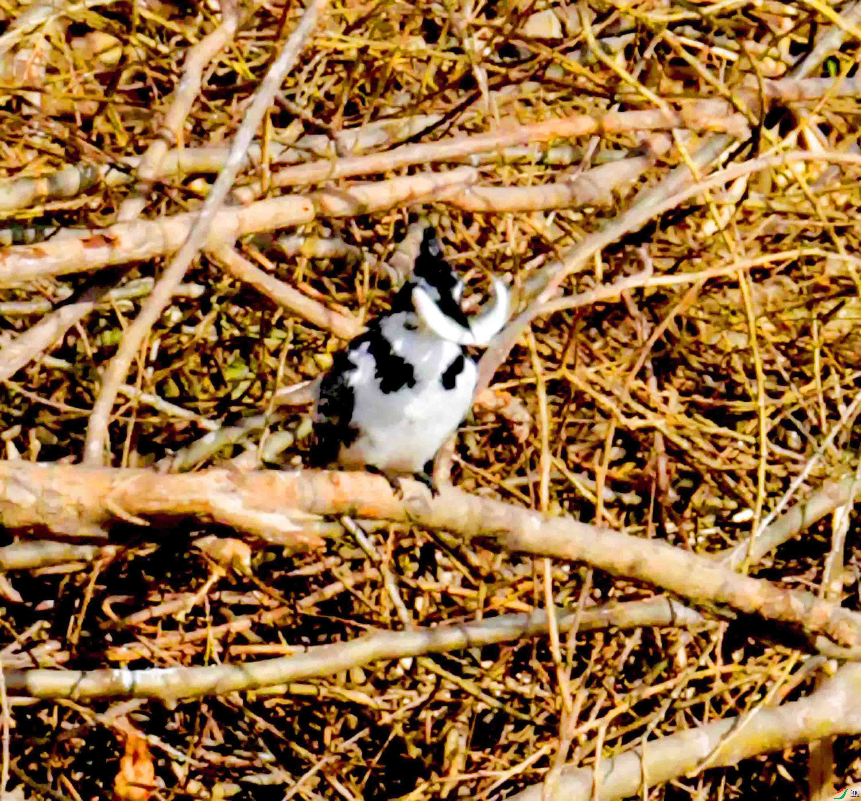 DSC_5181.JPG