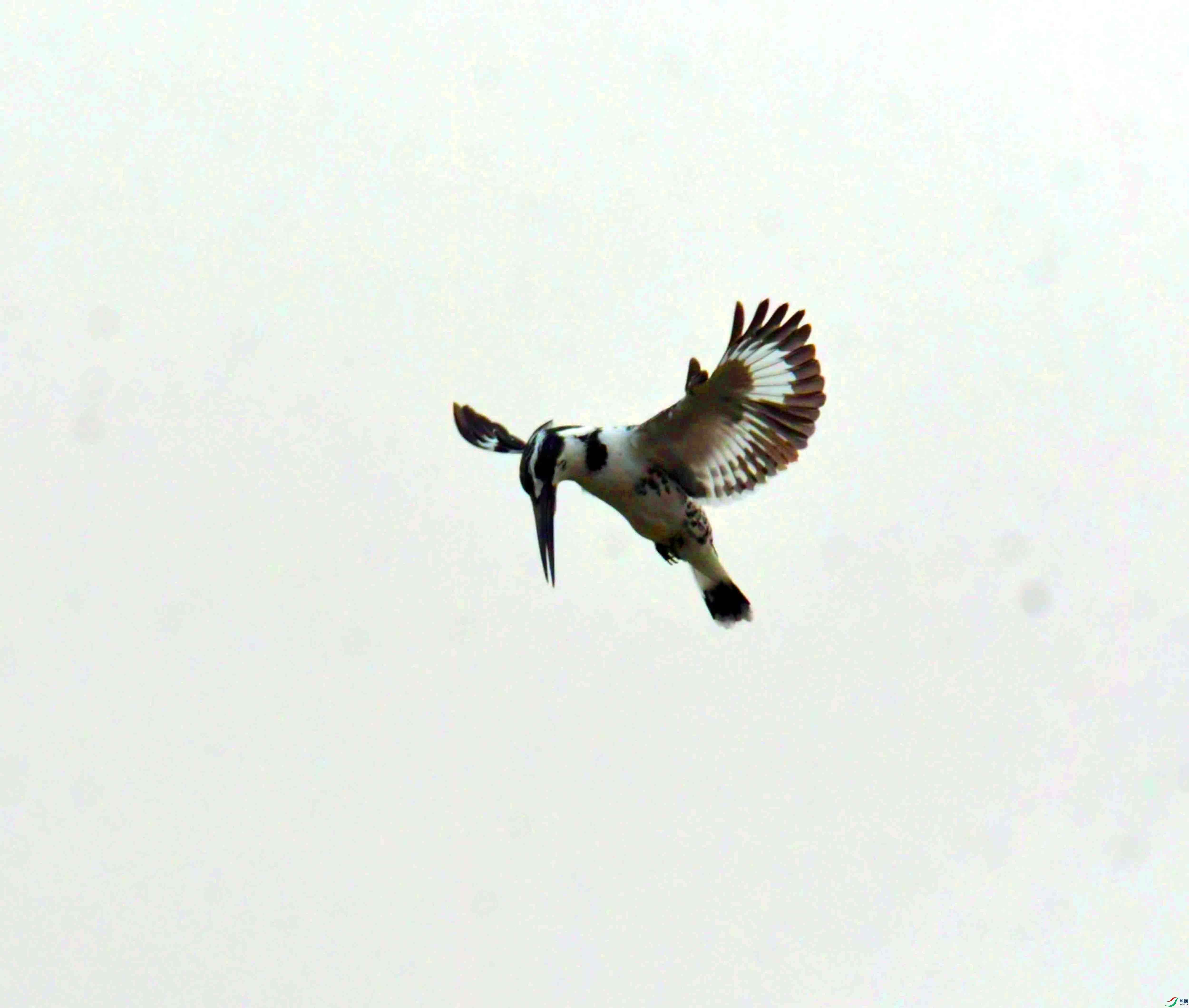 DSC_8262.JPG