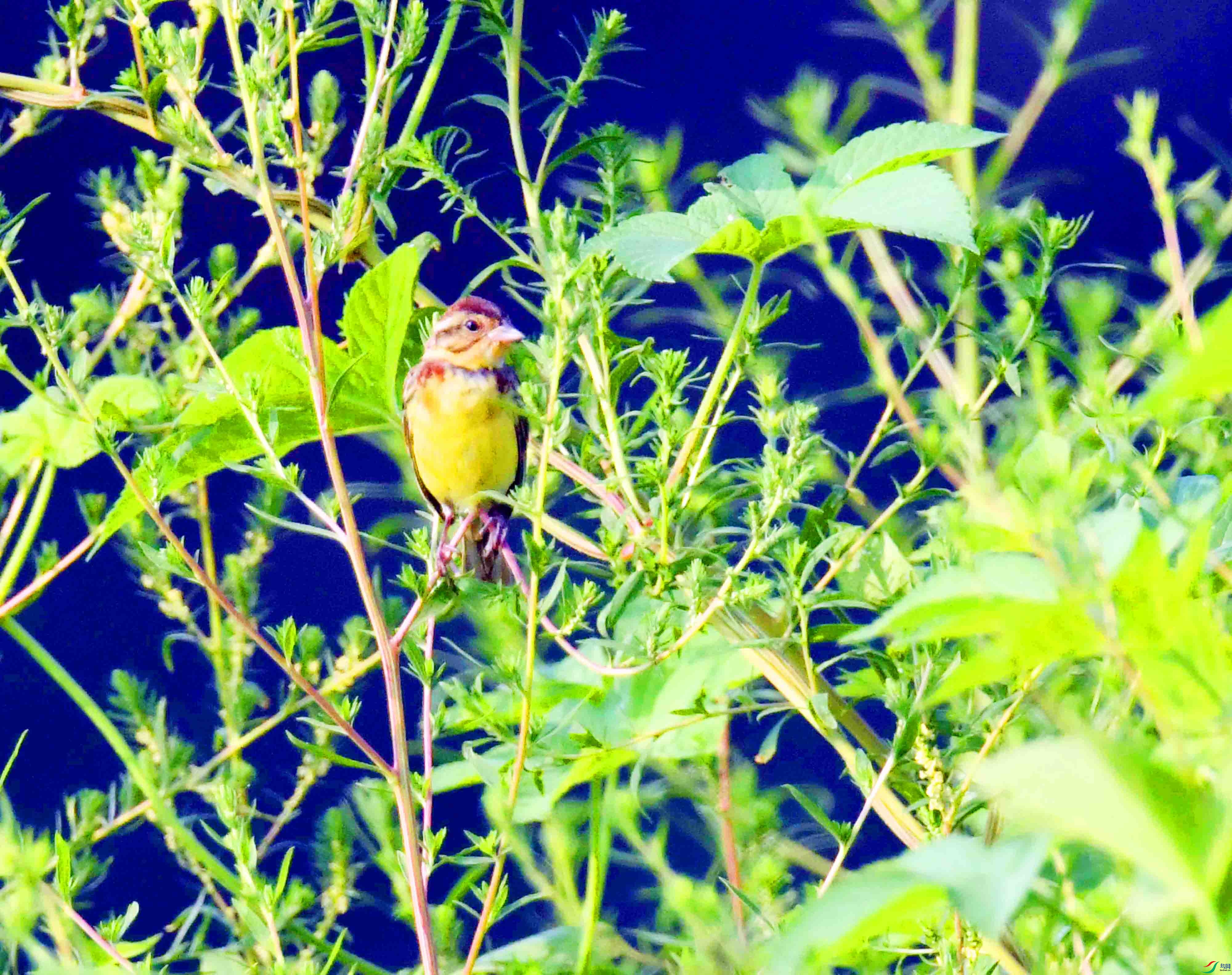 DSC_2083.JPG