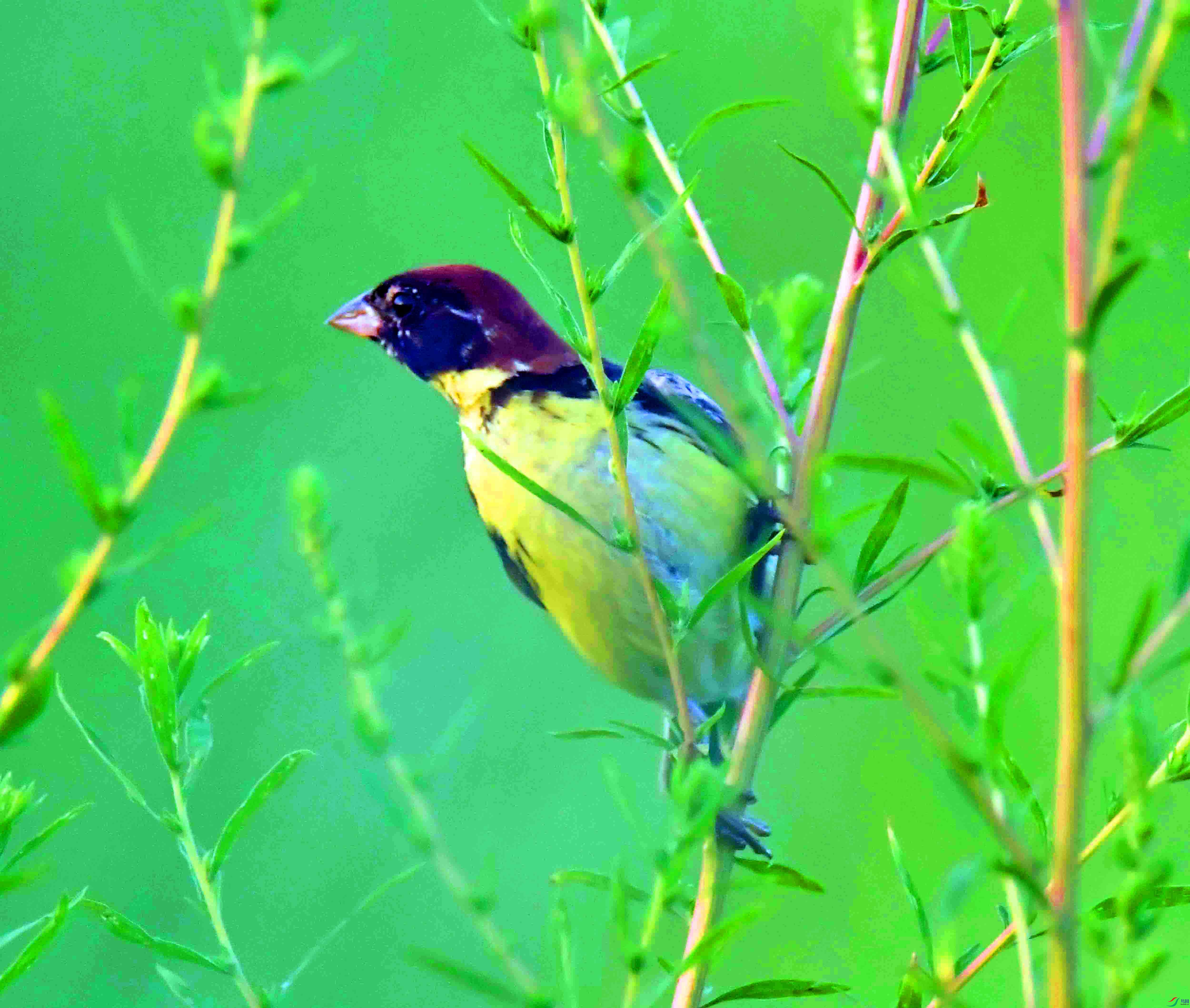 DSC_2699.JPG