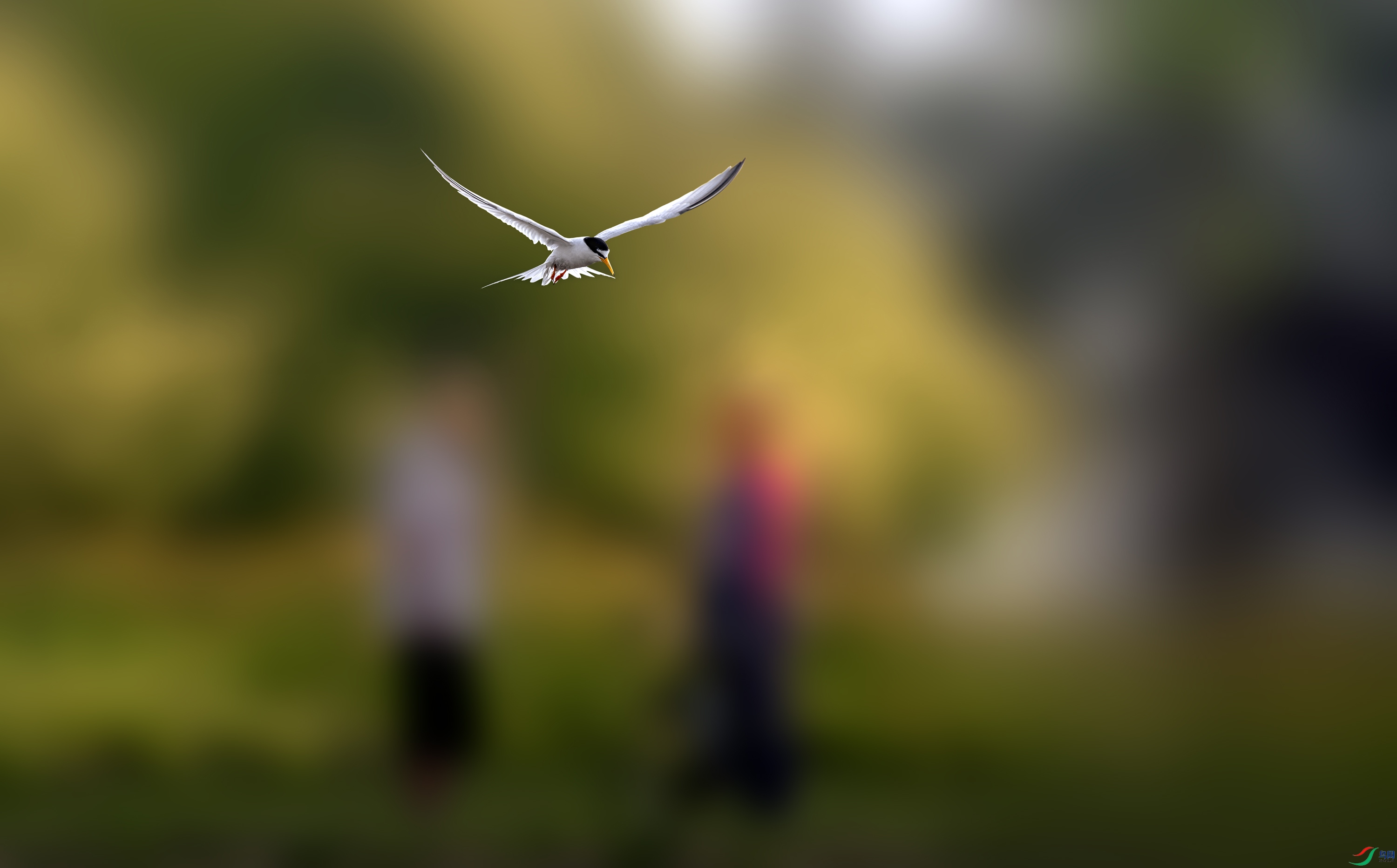 ������԰