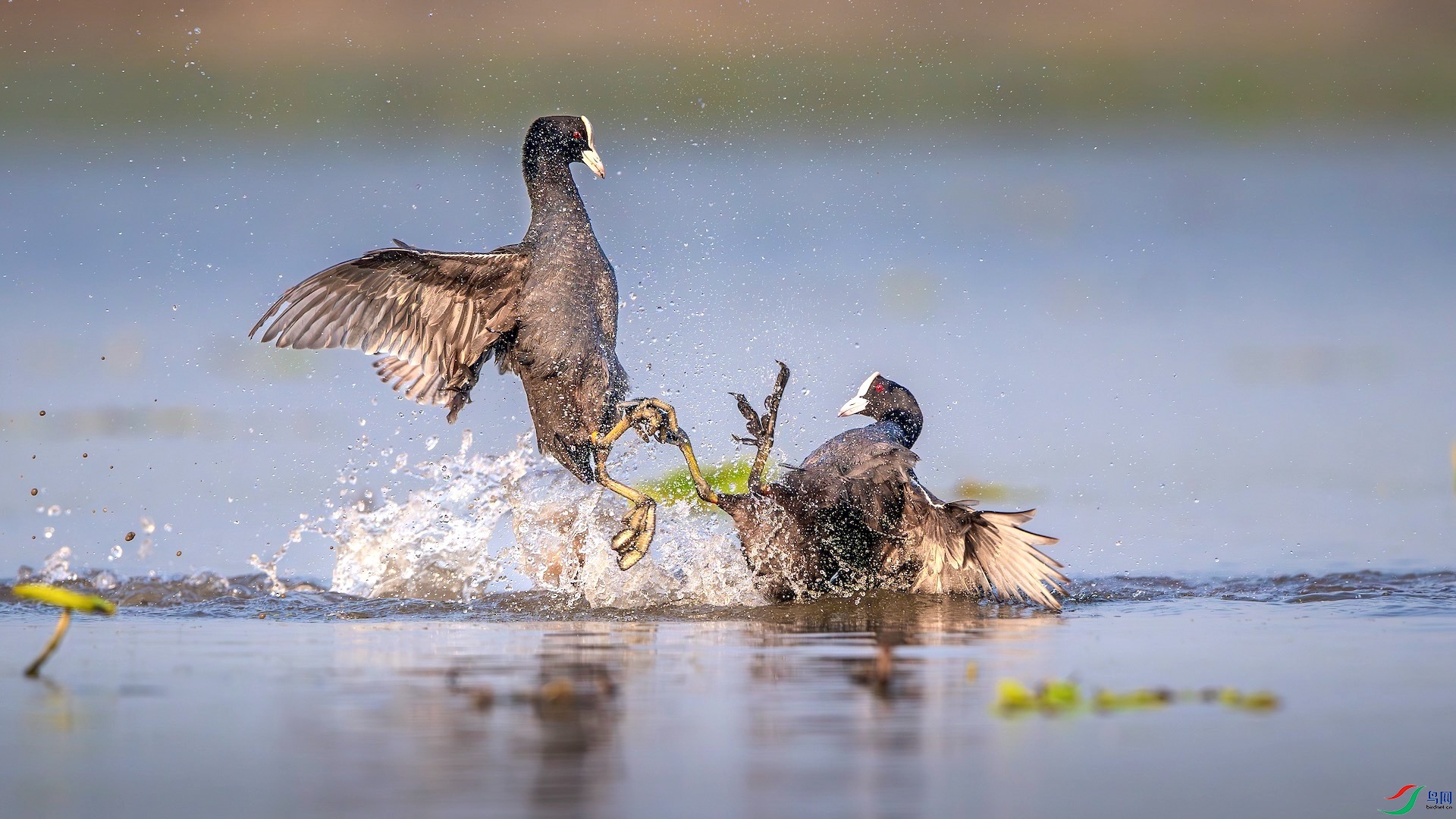 2_XXL7960-����ǿ-NR ����-1.jpeg