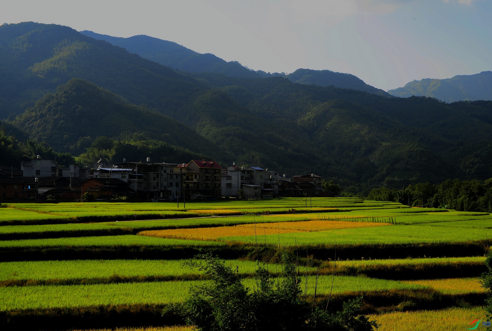 _D801176.jpg