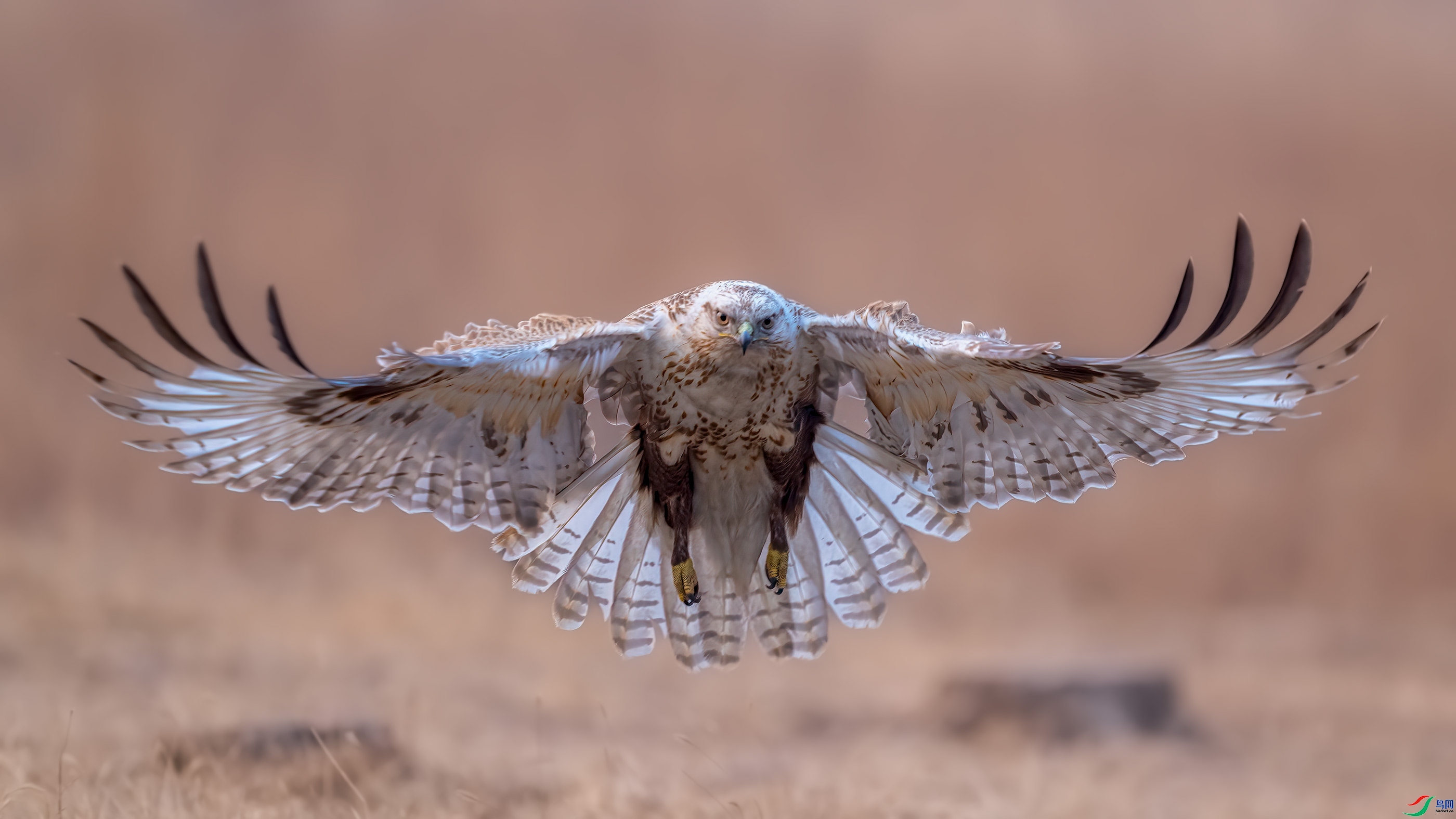 ��Ӱʦ����������������Ӻ��