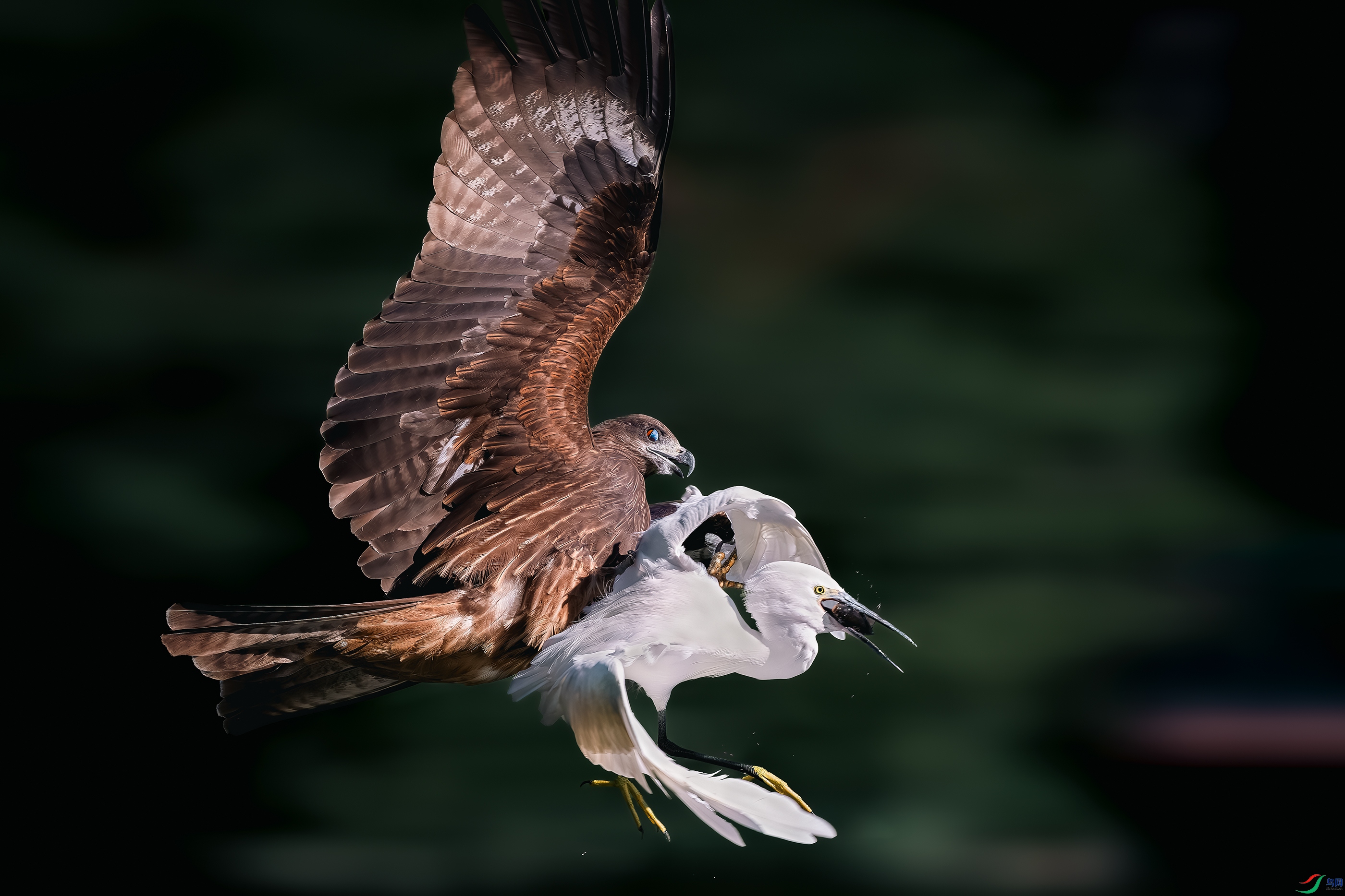 DSC_1218-����ǿ-NR ����.jpg