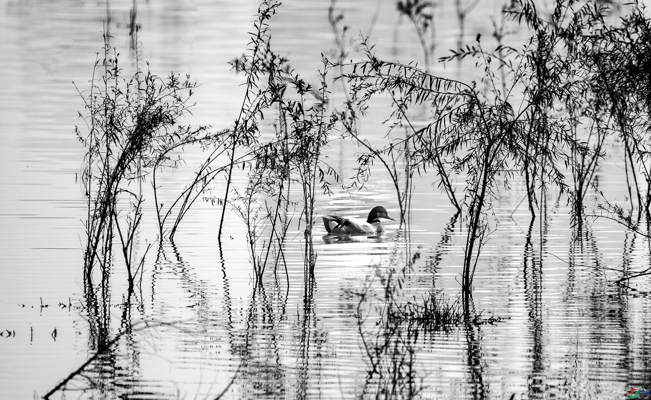 ����Ѽһ֦����