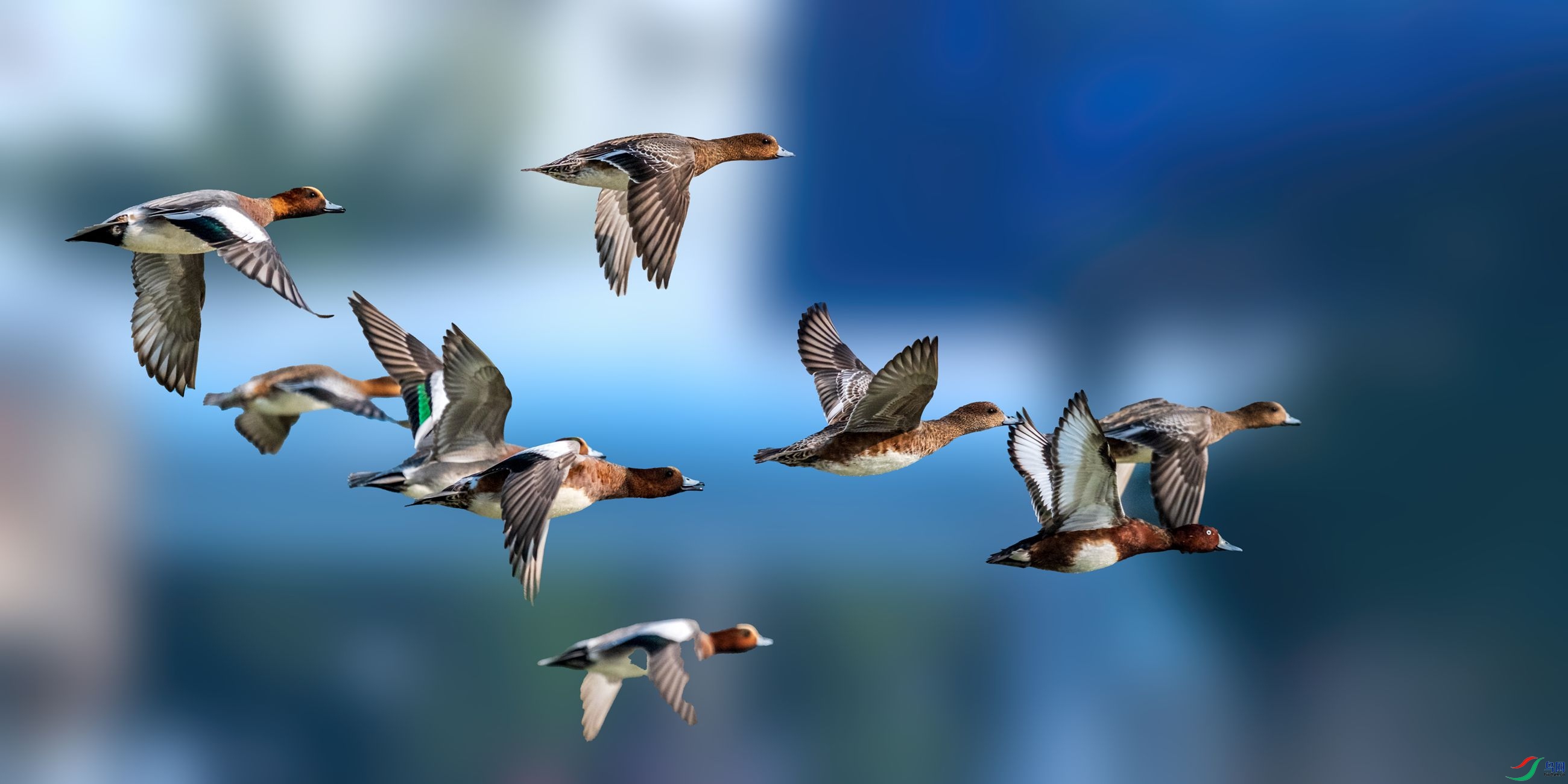 �ྱѼ����