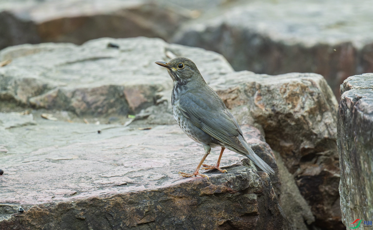 _DSC2140-NEF_DxO_DeepPRIME-1.jpg