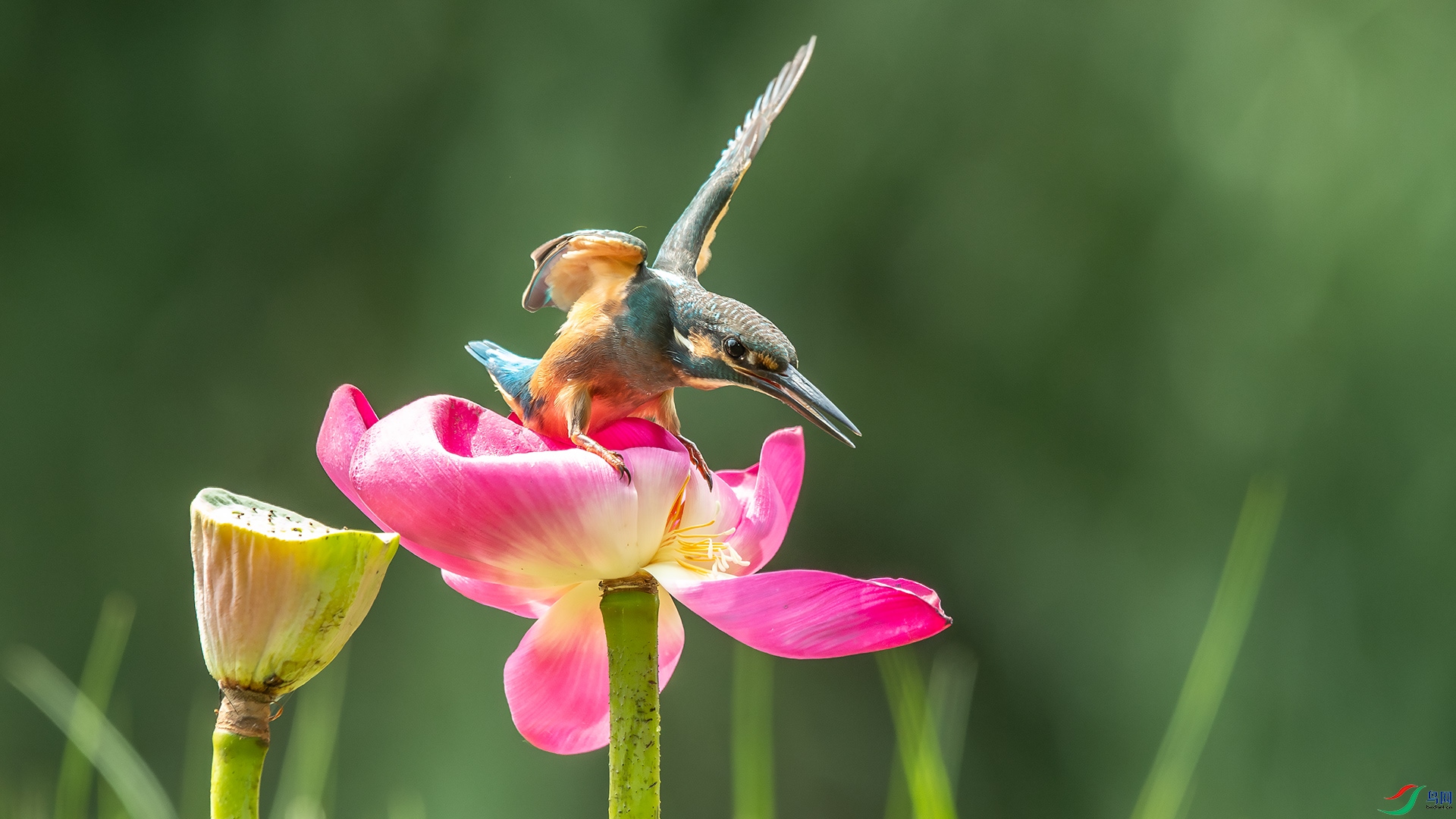 DSC_5887-����ǿ-NR.jpg
