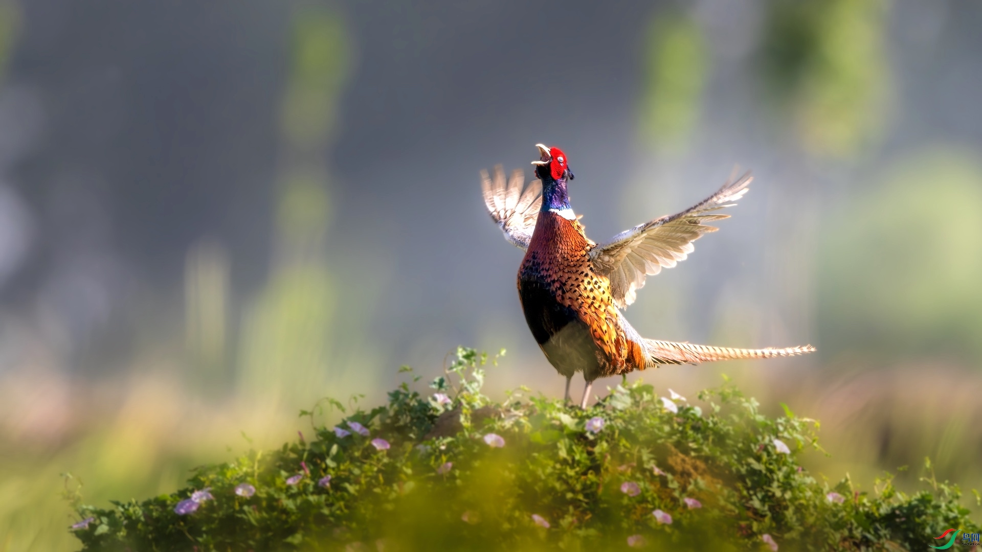 1_XXL0658-����ǿ-NR ����.jpeg