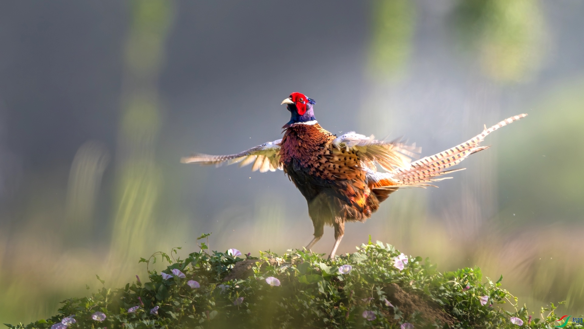 1_XXL0670-����ǿ-NR ����.jpeg