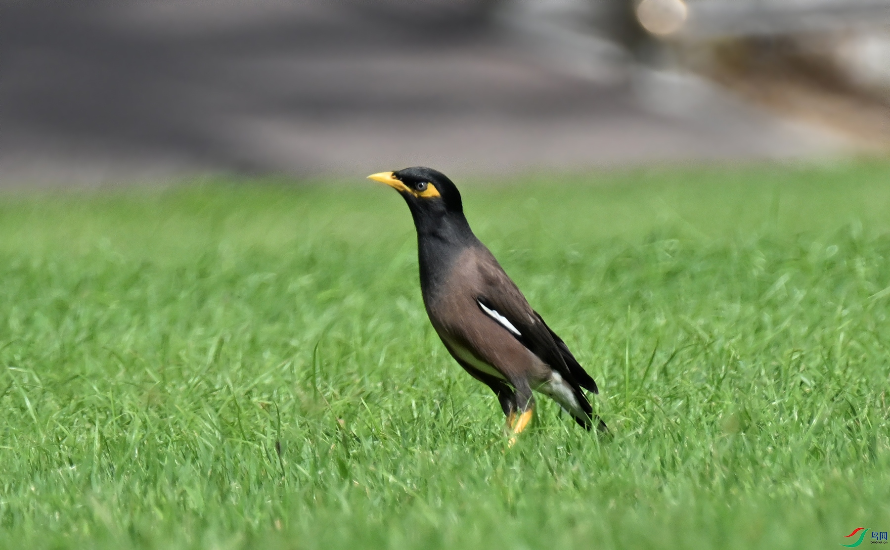 DSC_0482a.jpg