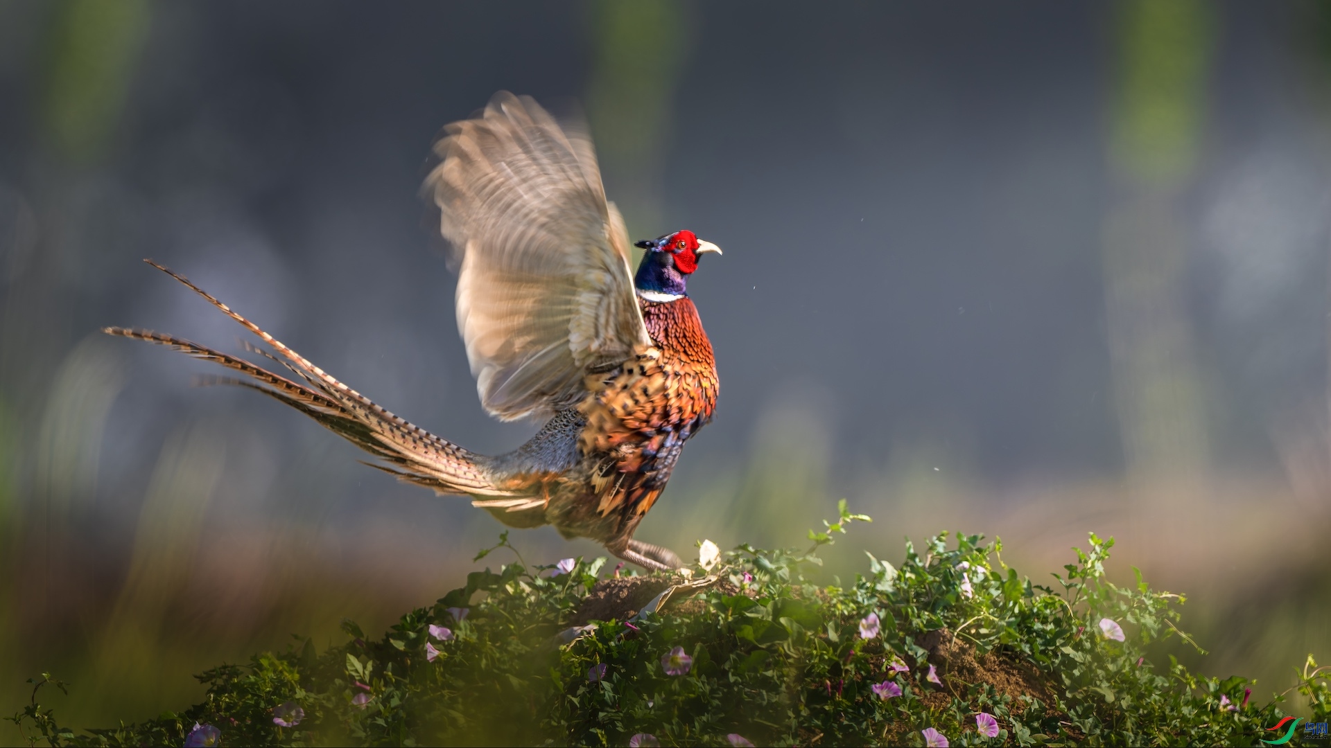 1_XXL0934-����ǿ-NR ����.jpeg