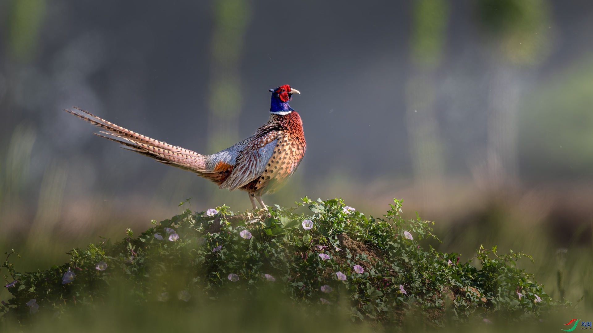 1_XXL0944-����ǿ-NR ����.jpeg