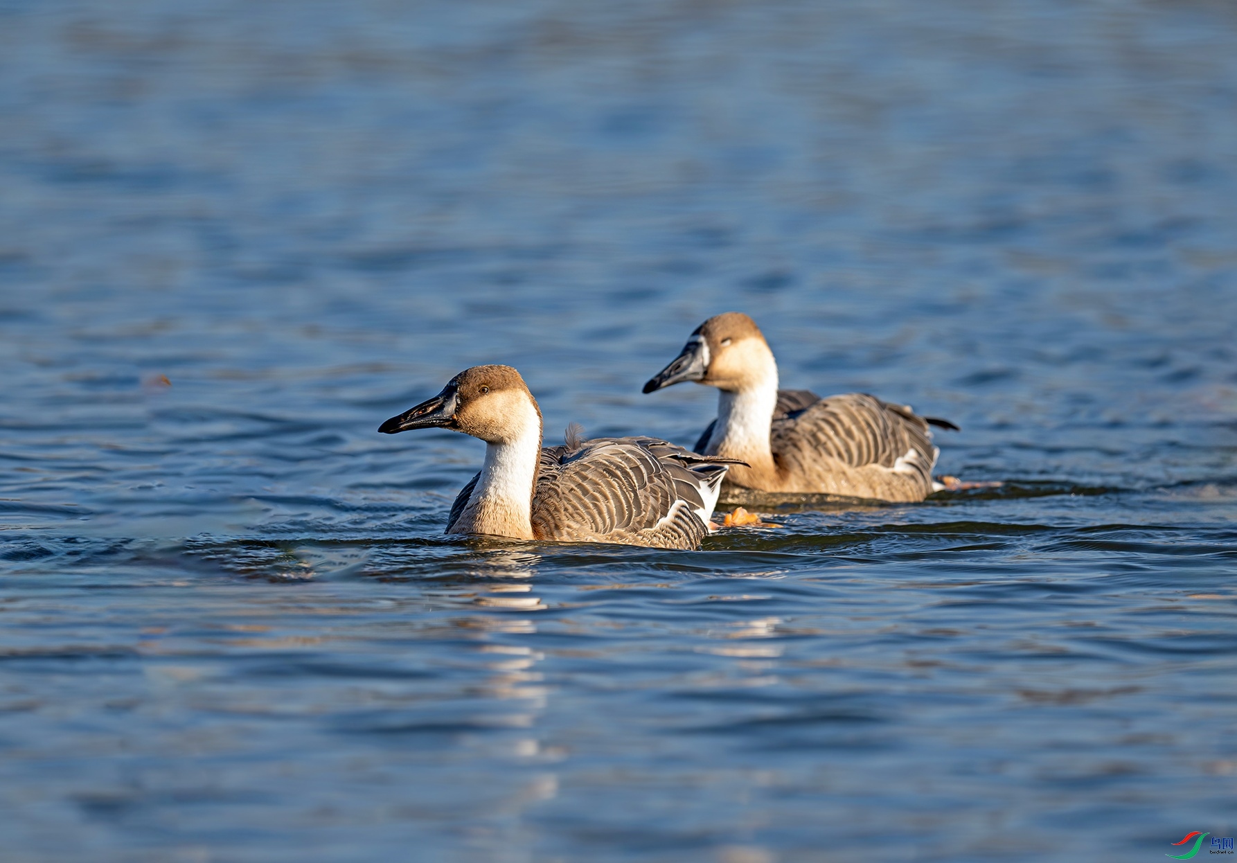 DSC_1103f.jpg
