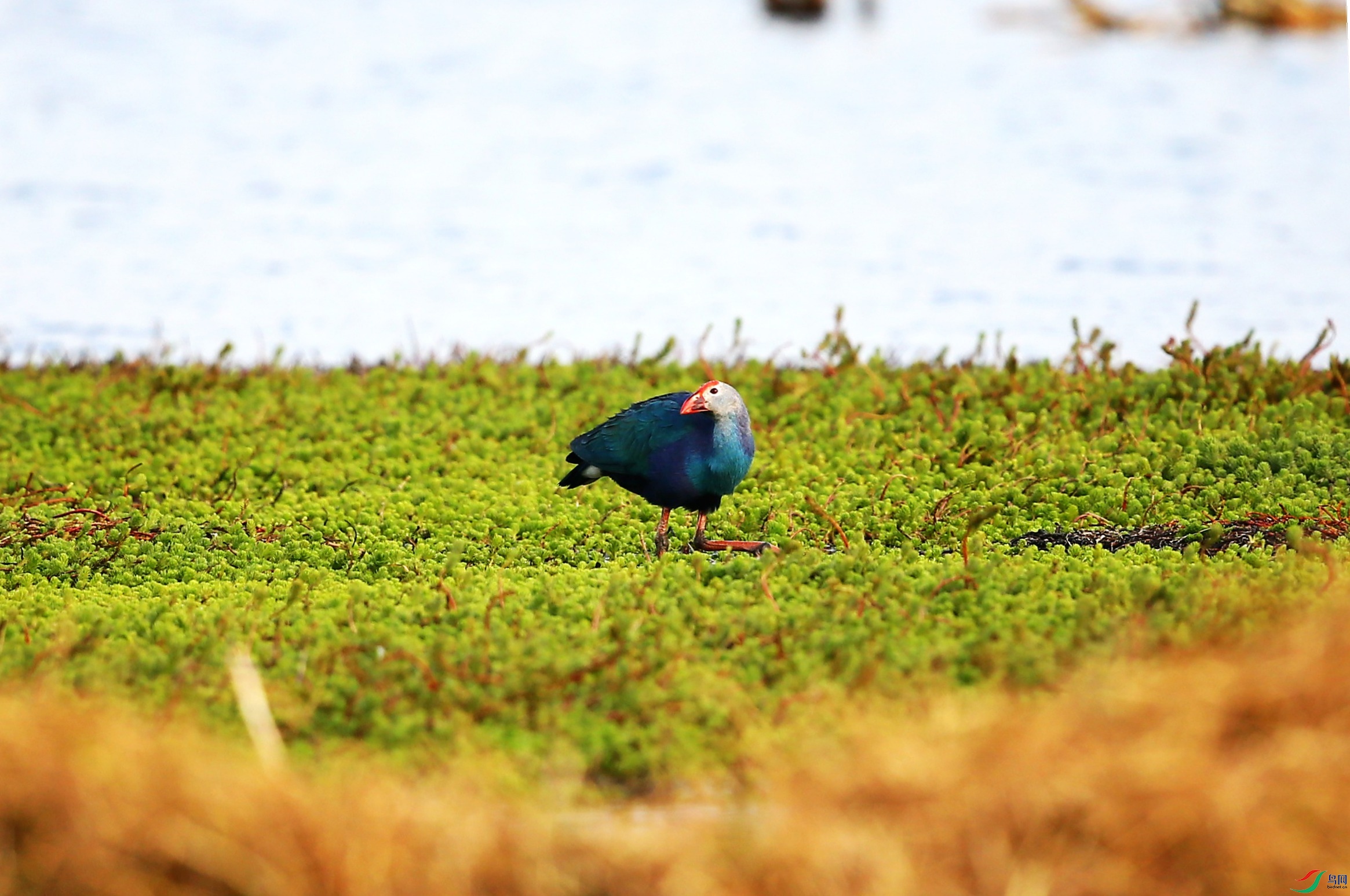 ��ˮ�� (3).JPG