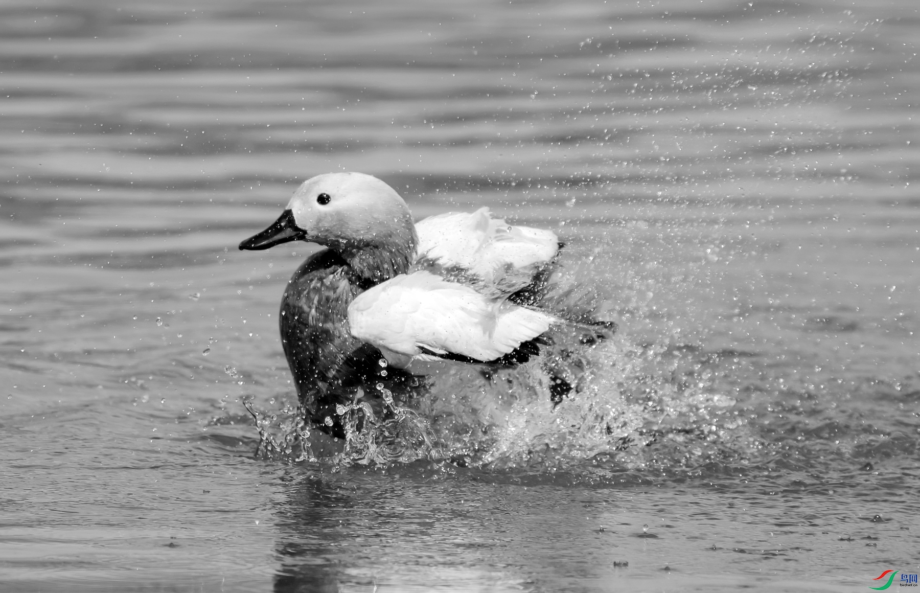 DSC05337 ����_����.jpg