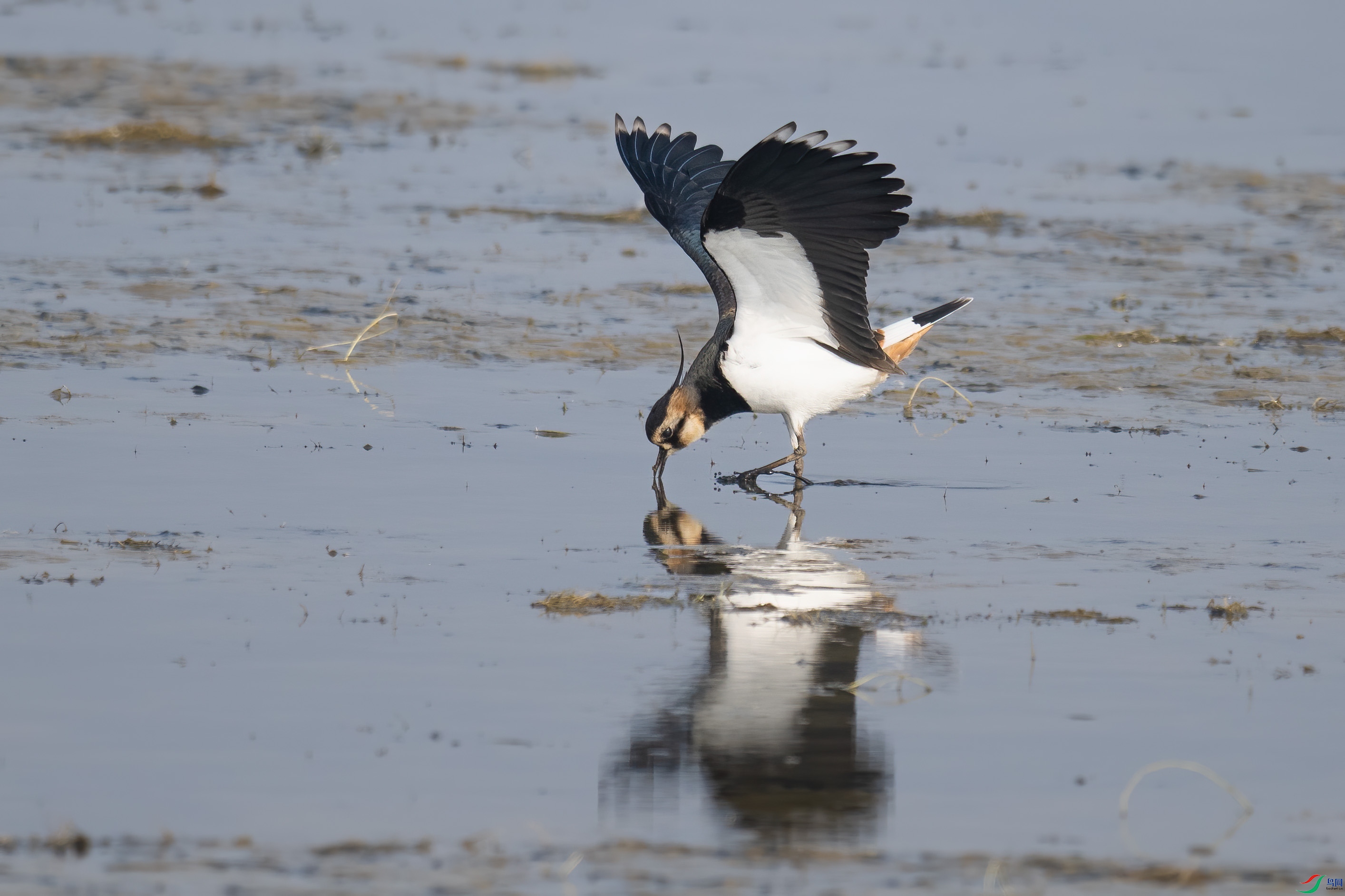 DSC_6270sen2024-11-3-6-�༭.jpg