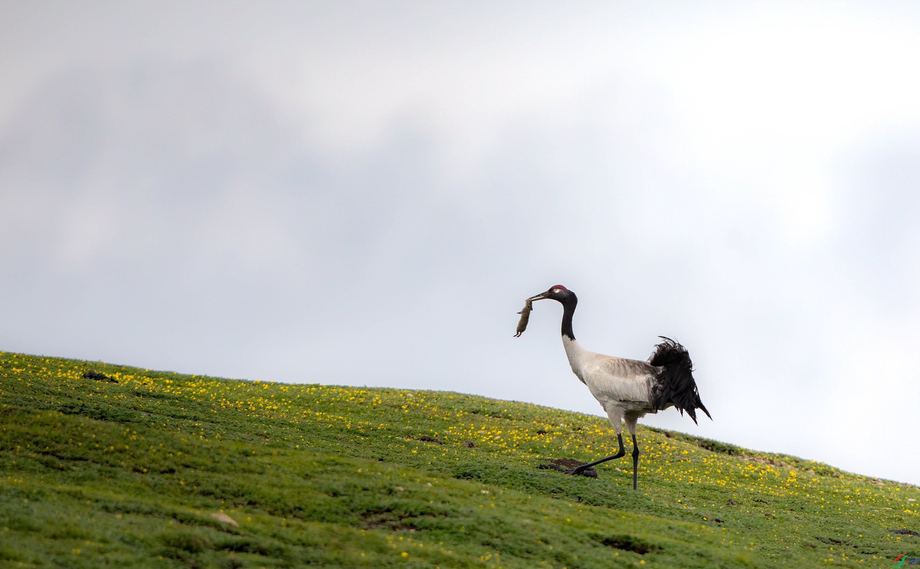 3S5A0028-����ǿ-NR ����.jpg