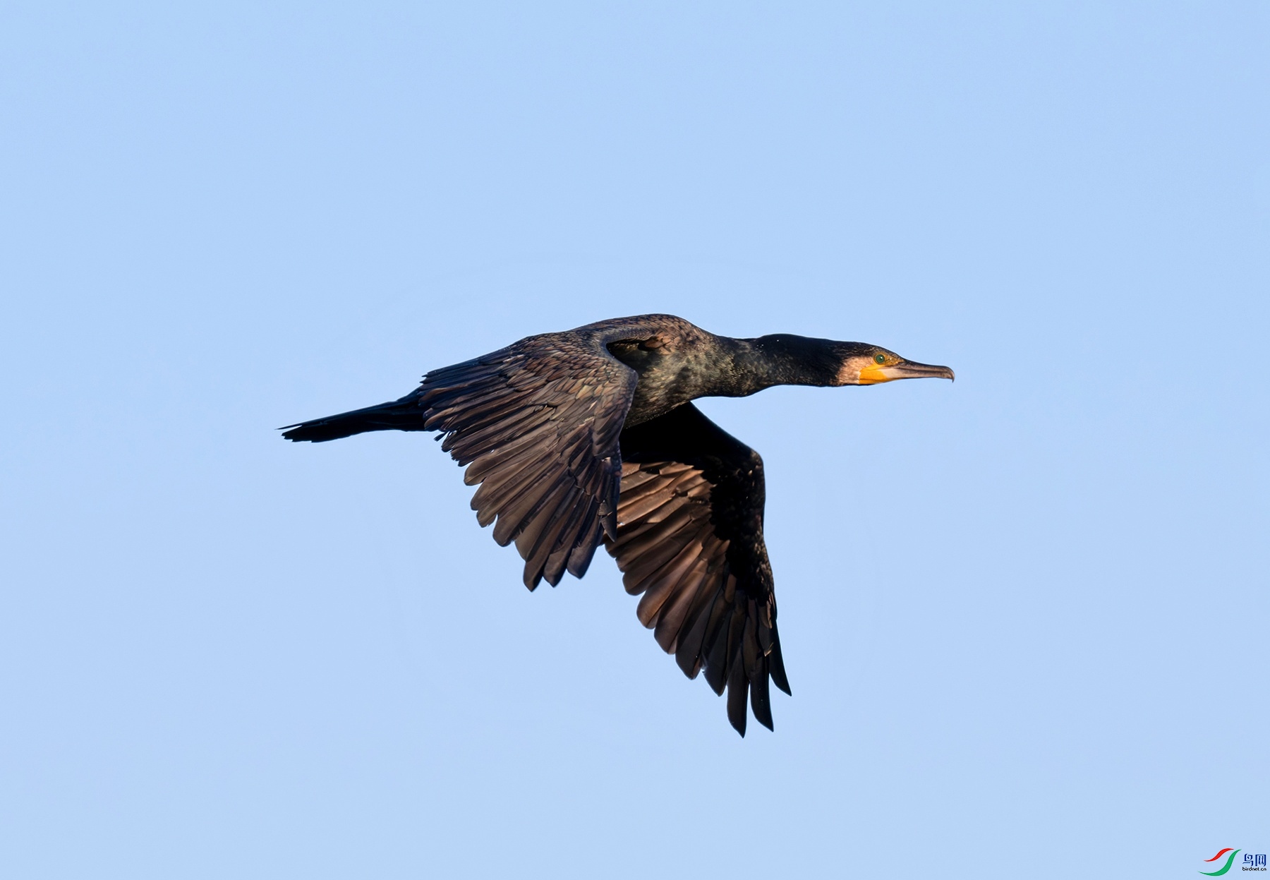 DSC_5288f.jpg