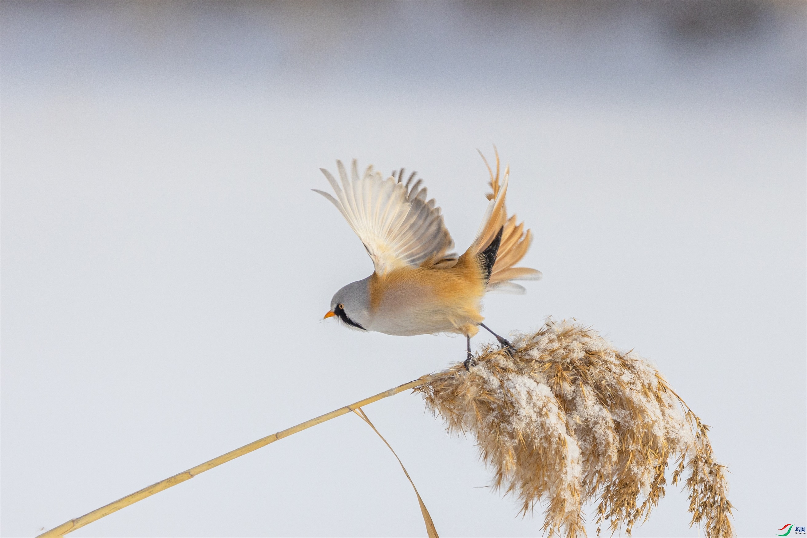 1K3A1733 ����1.jpg