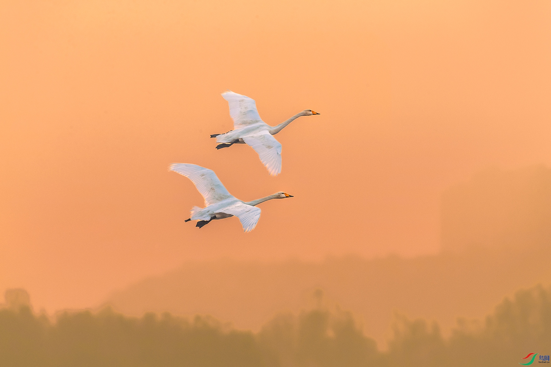 �����----ϼ�����