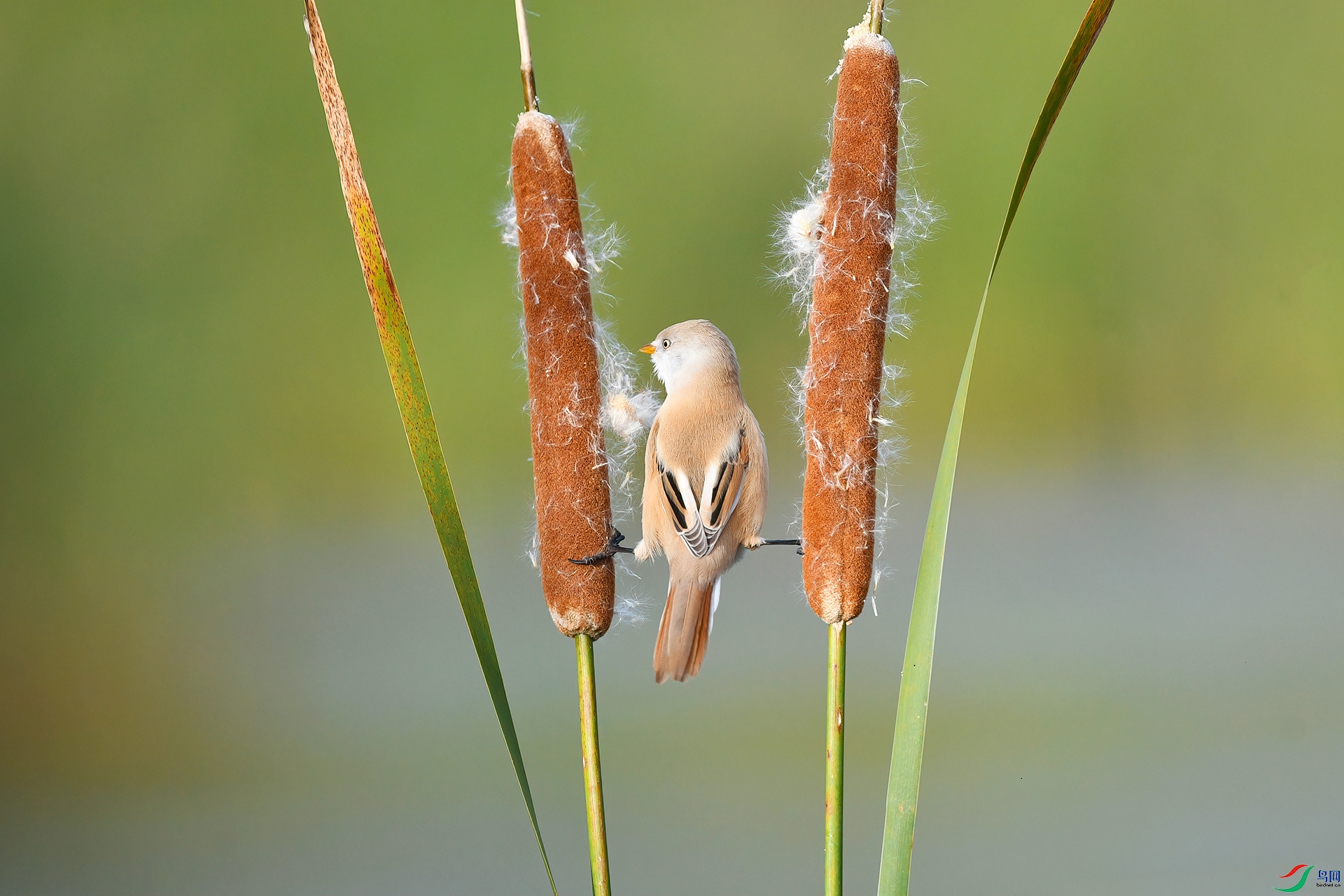 DSC_2577-V.jpg