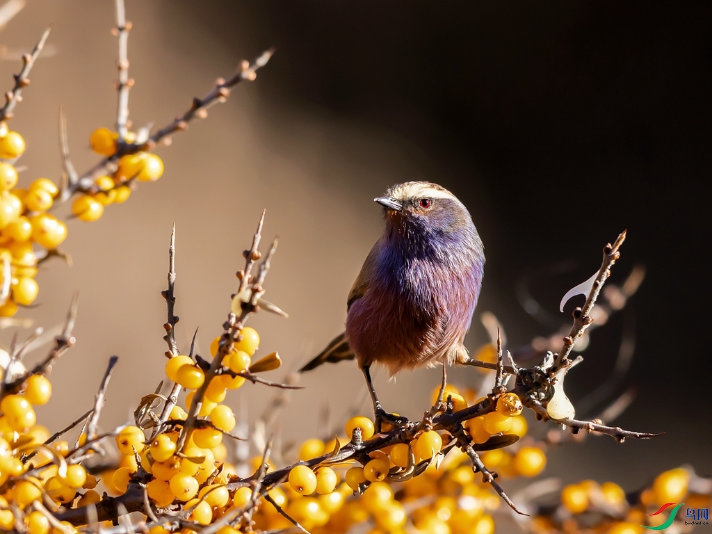 5C9A6336 ����_����_����.jpg