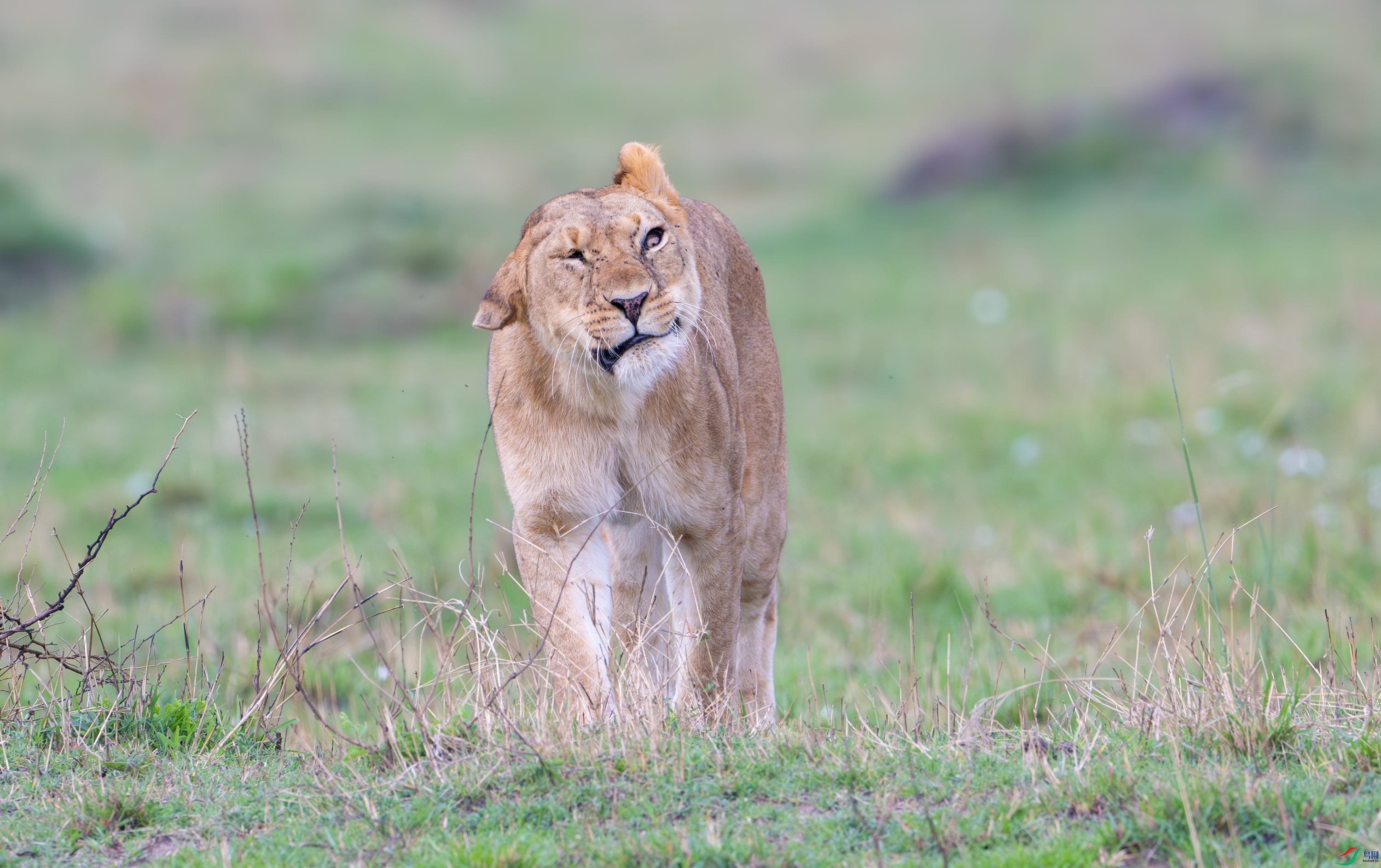 DSC_6675-����ǿ-NR-11.jpg