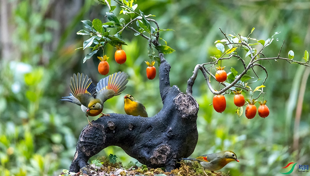 ��˼��������