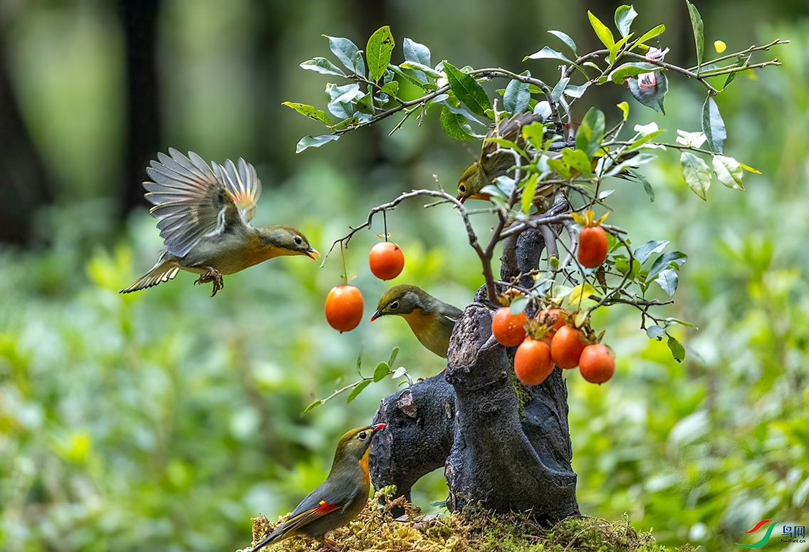 ��˼��������