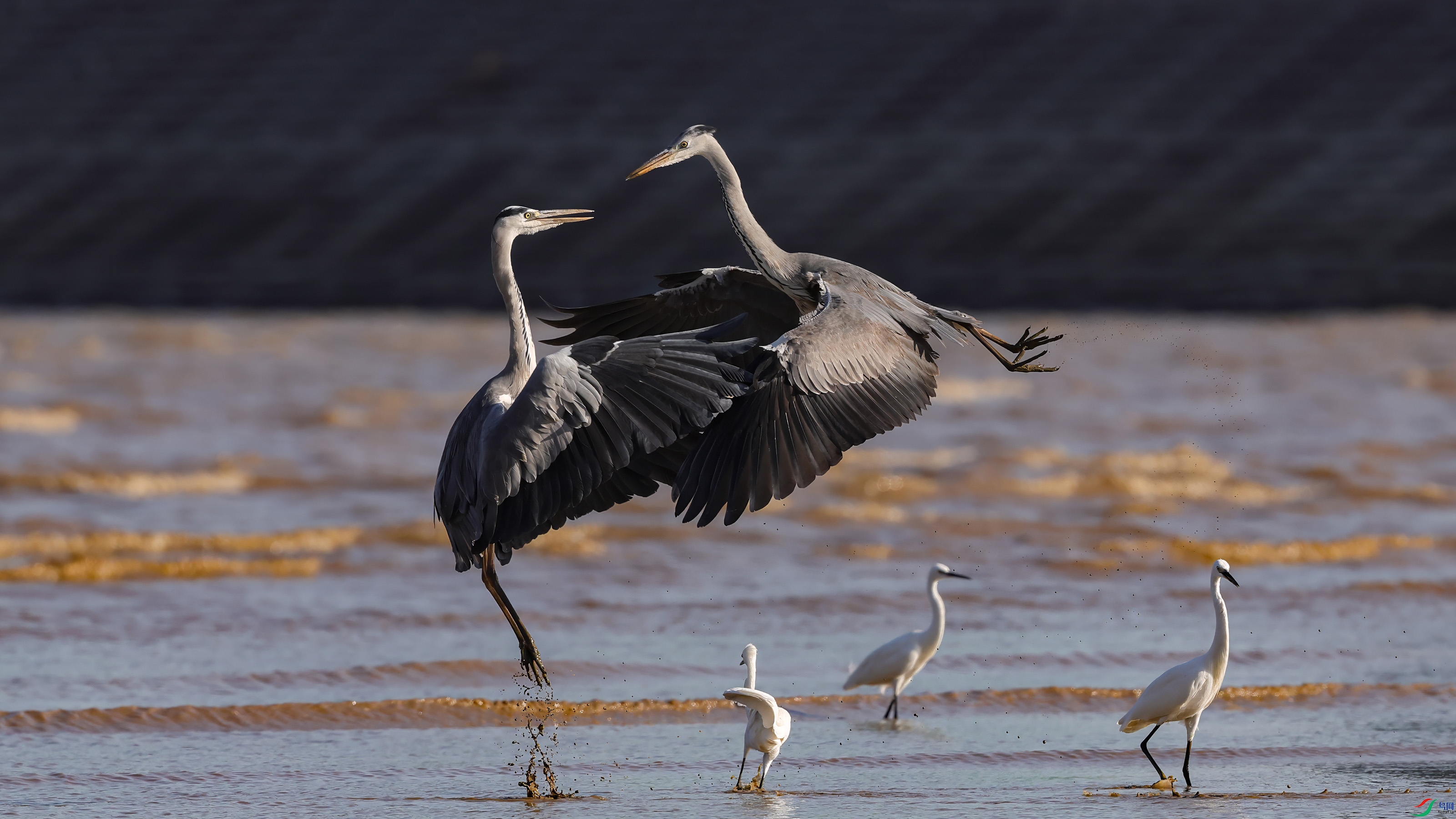 _E8A6123 ���� 2w.jpg