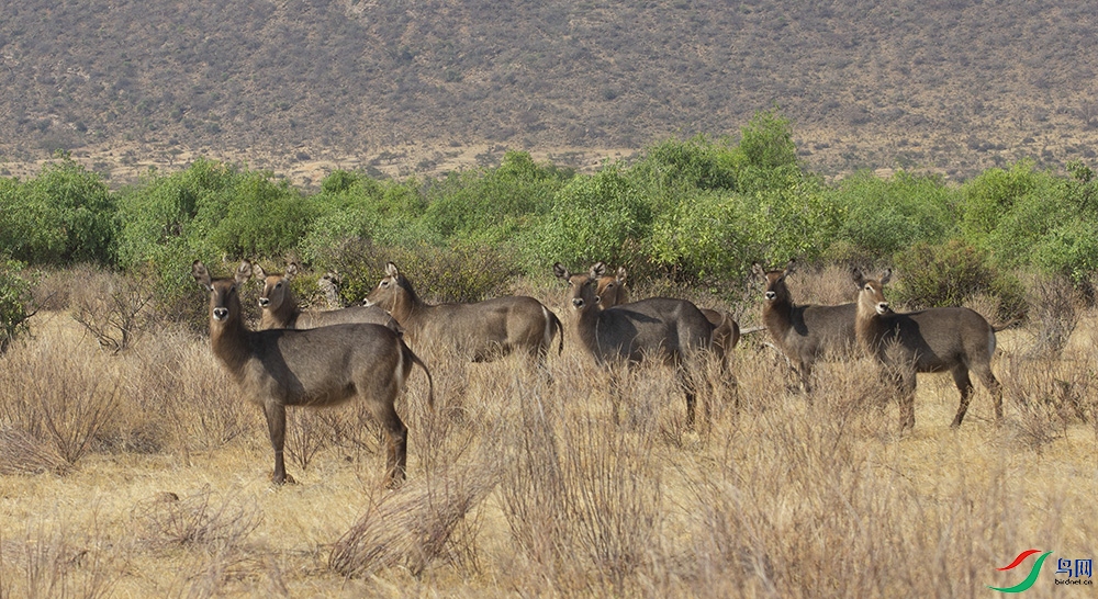 ��ˮ�� (9).jpg