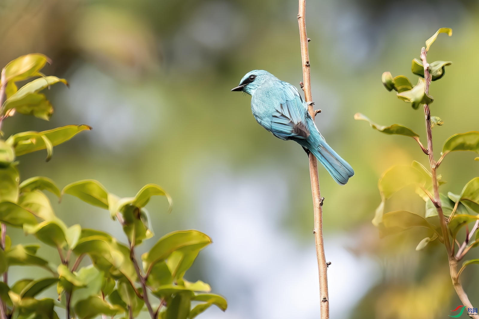 DSC_2832-ͭ���l.jpg