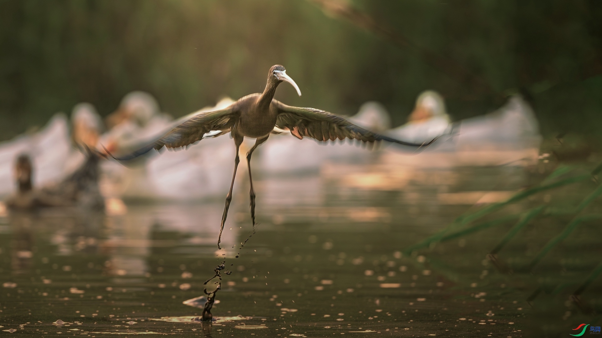 1_XXL5181-����ǿ-NR ����.jpeg