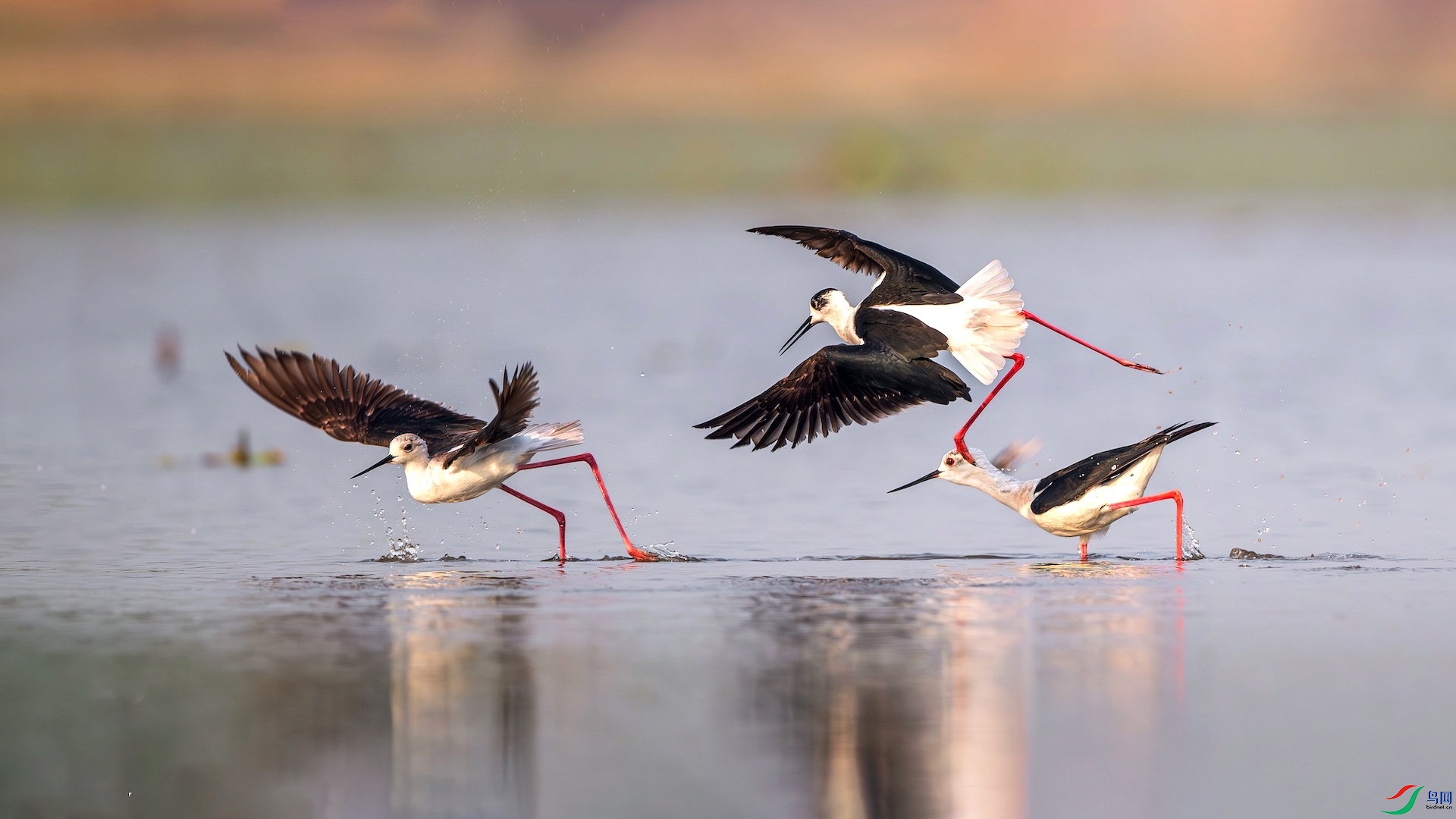 1_XXL8580-����ǿ-NR ����-1.jpeg