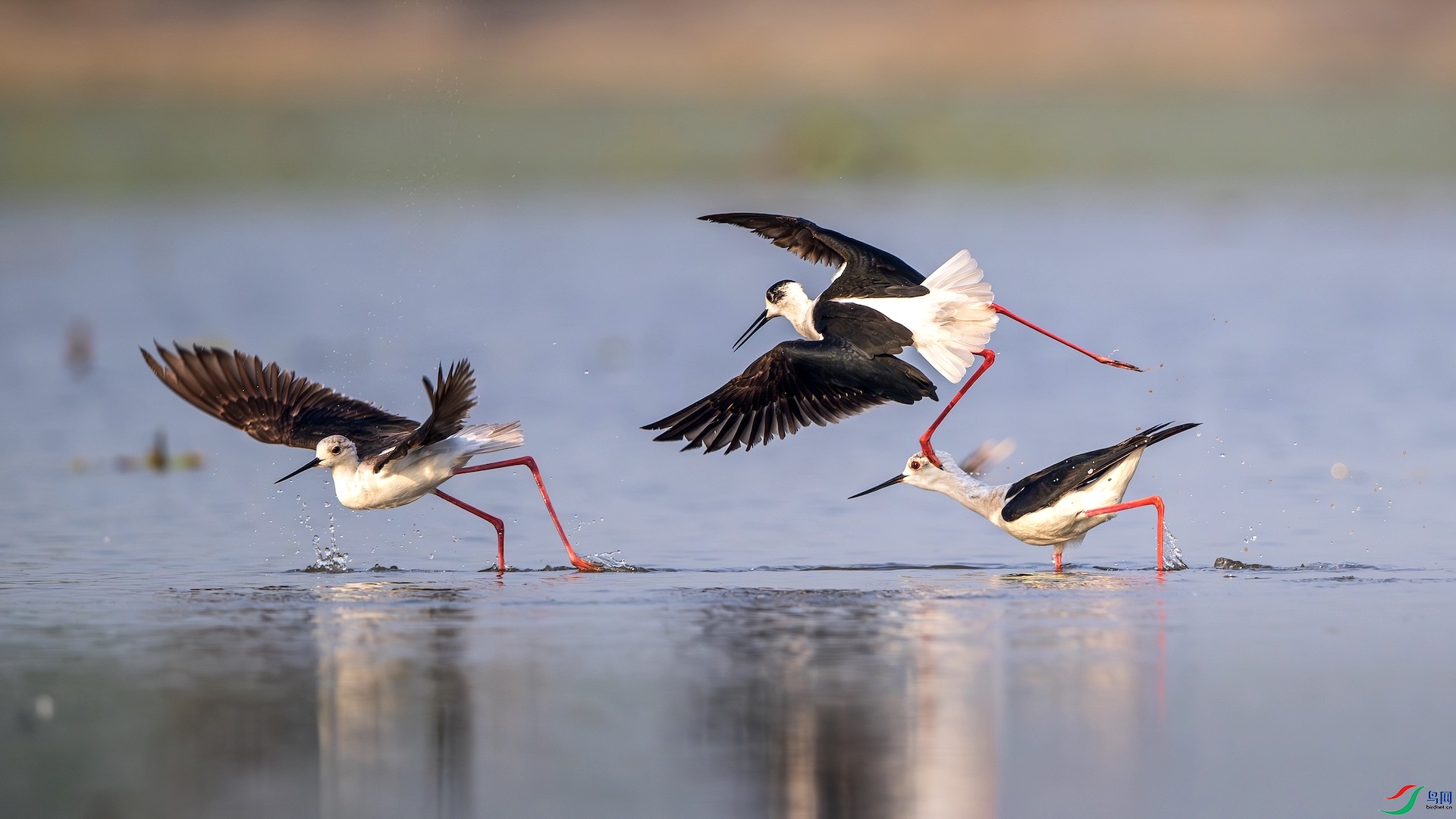 1_XXL8580-����ǿ-NR ����.jpeg