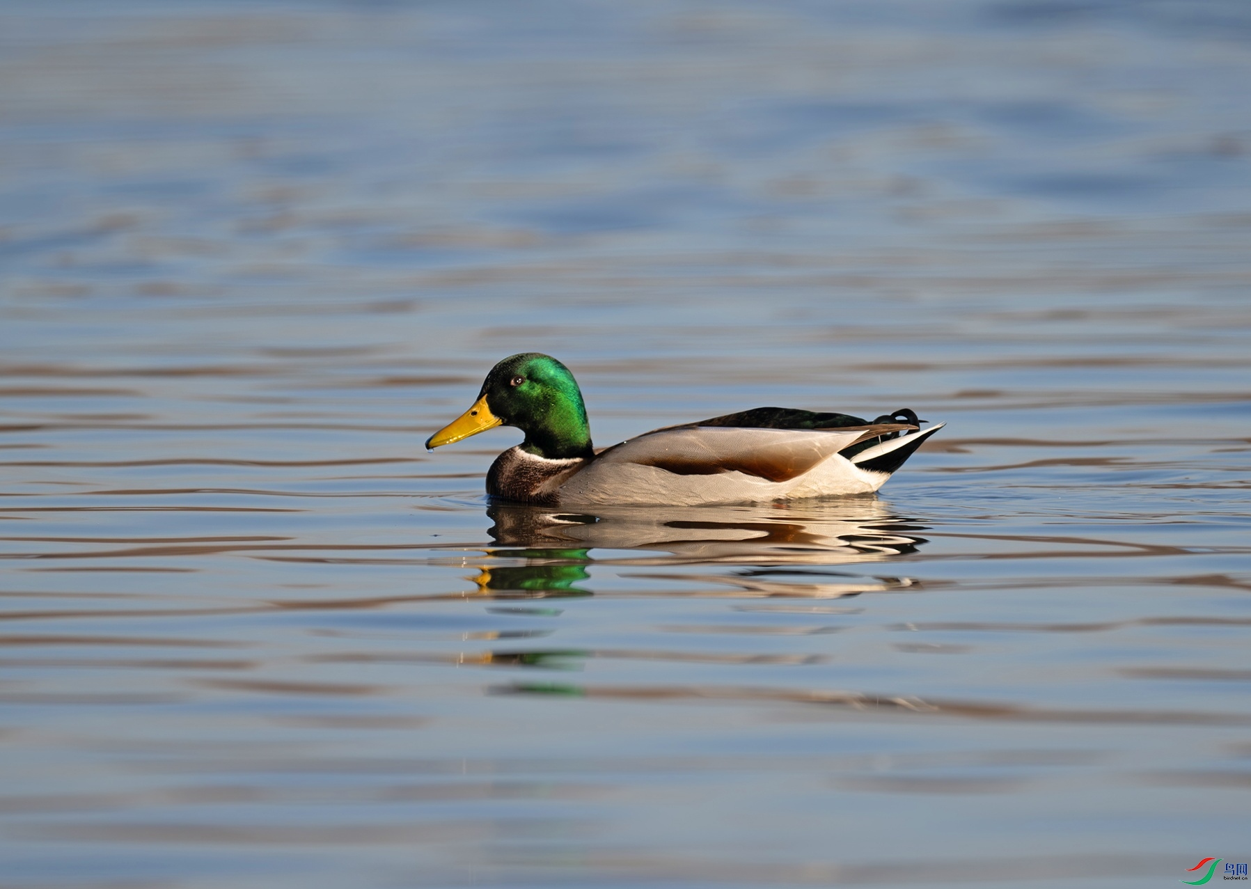 DSC_4909f.jpg