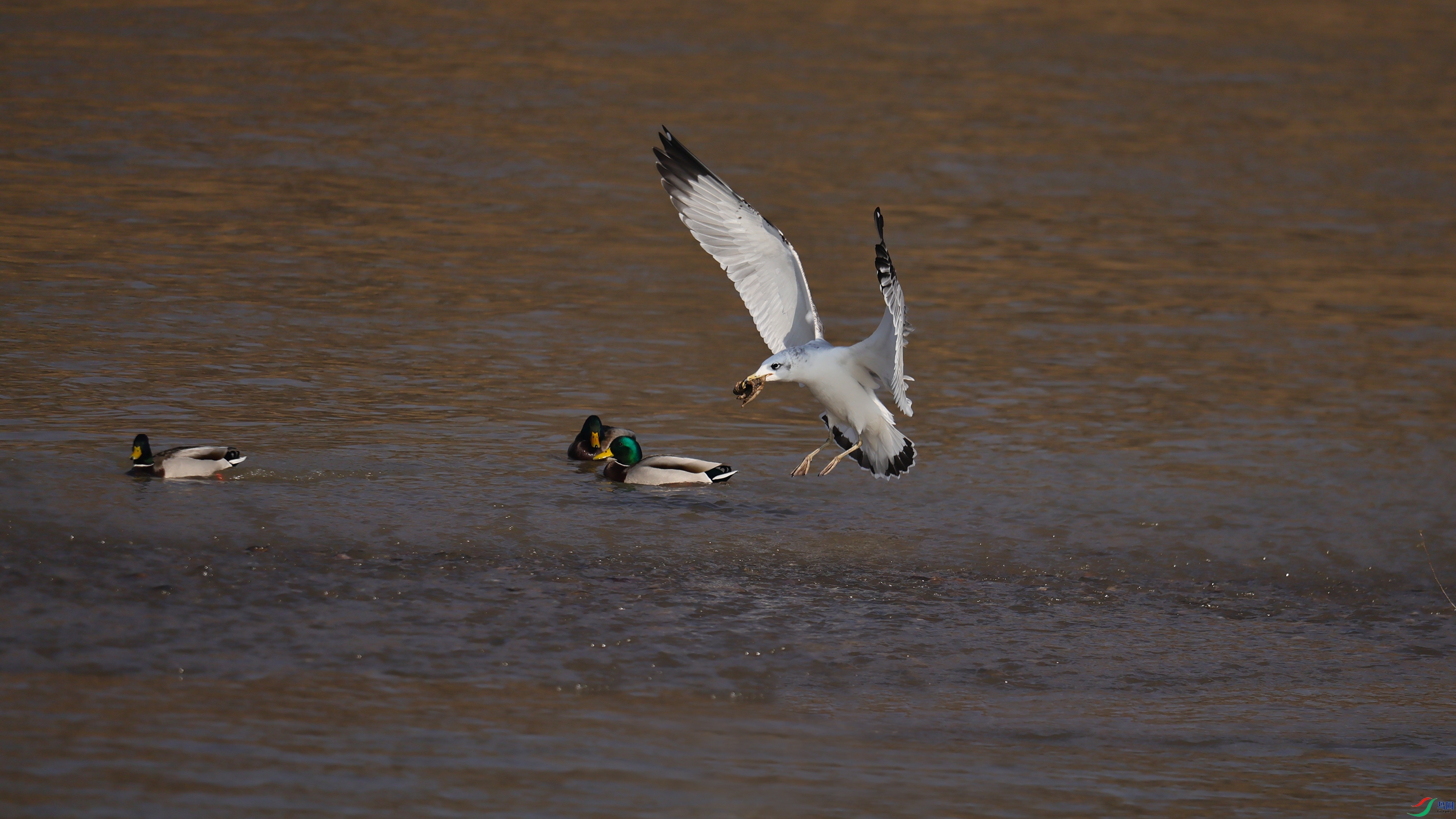 7X5A9576 ����444444.jpg