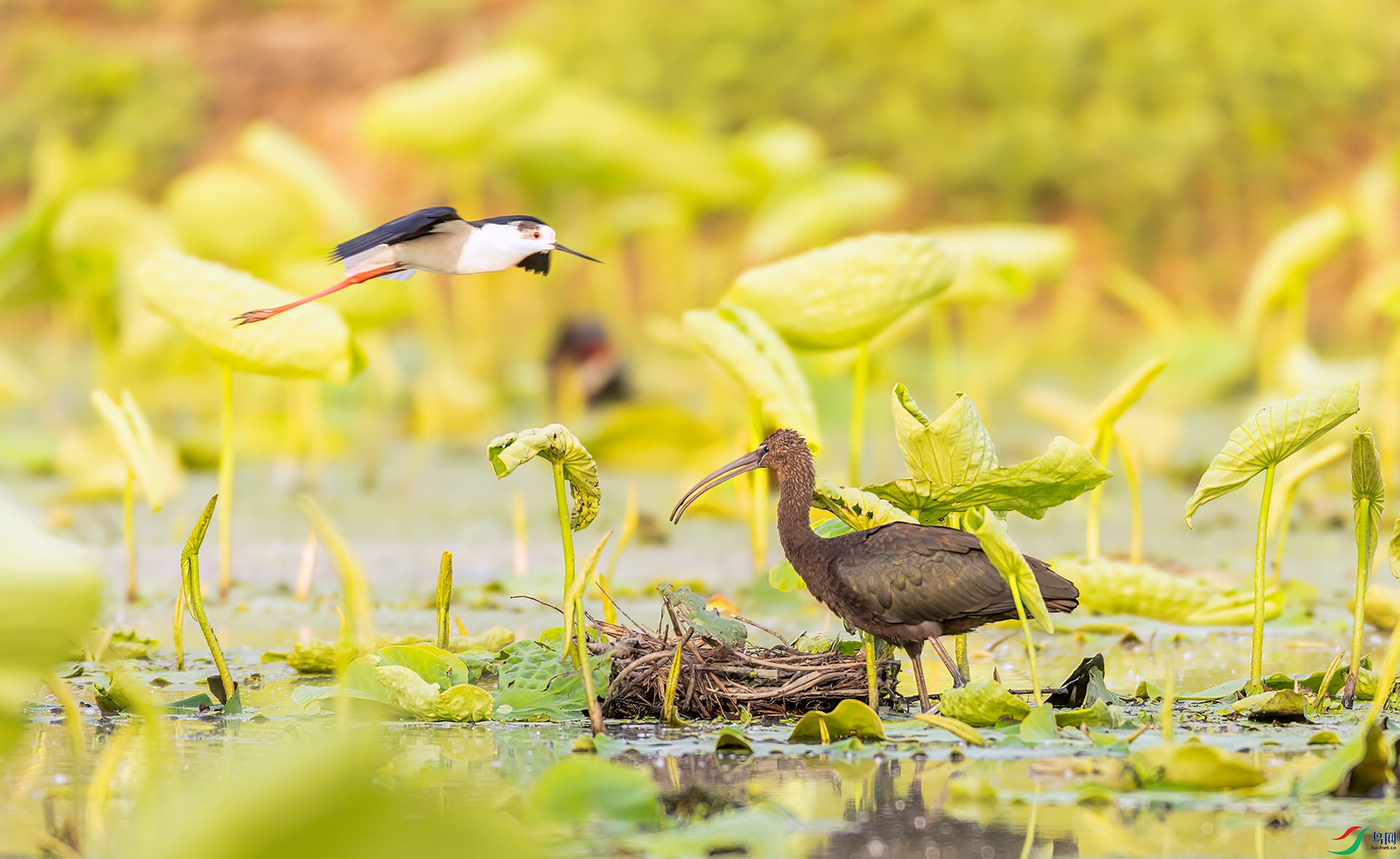 407A6508 ����-Sh----1 .jpg