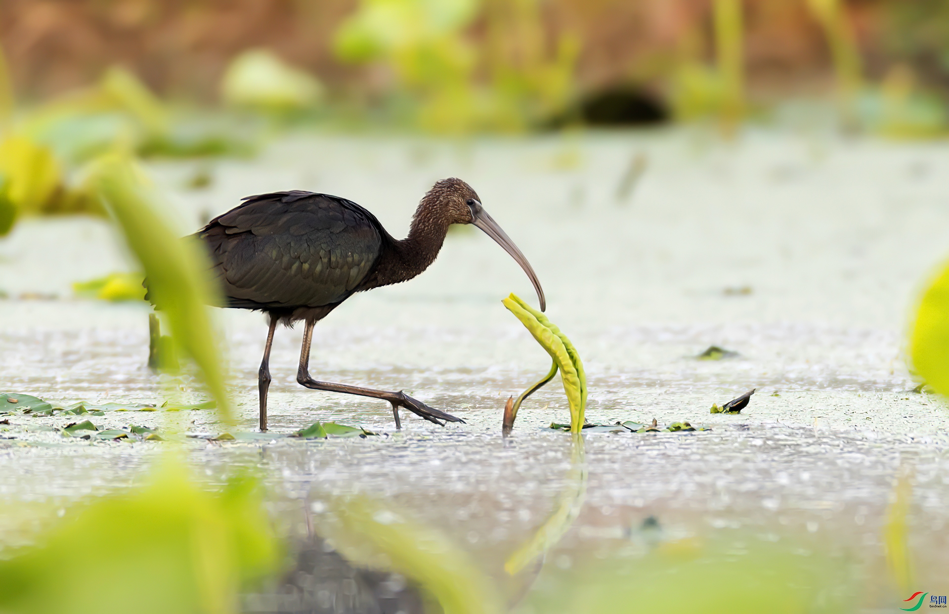 407A6326 ����-Sha---1 .jpg