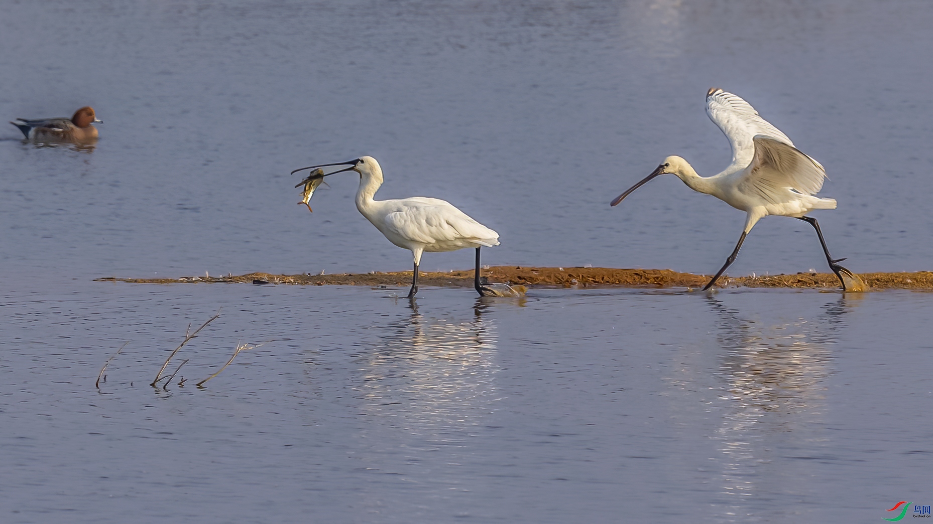 AE1V3457 ����.jpg