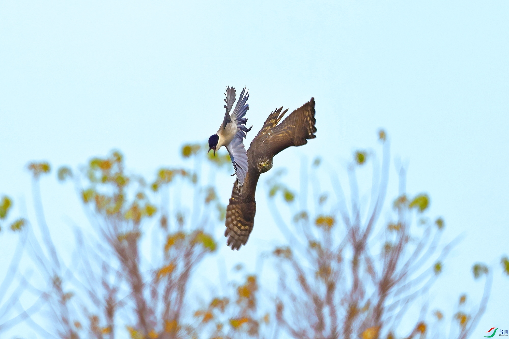 IMG_2895-1.JPG