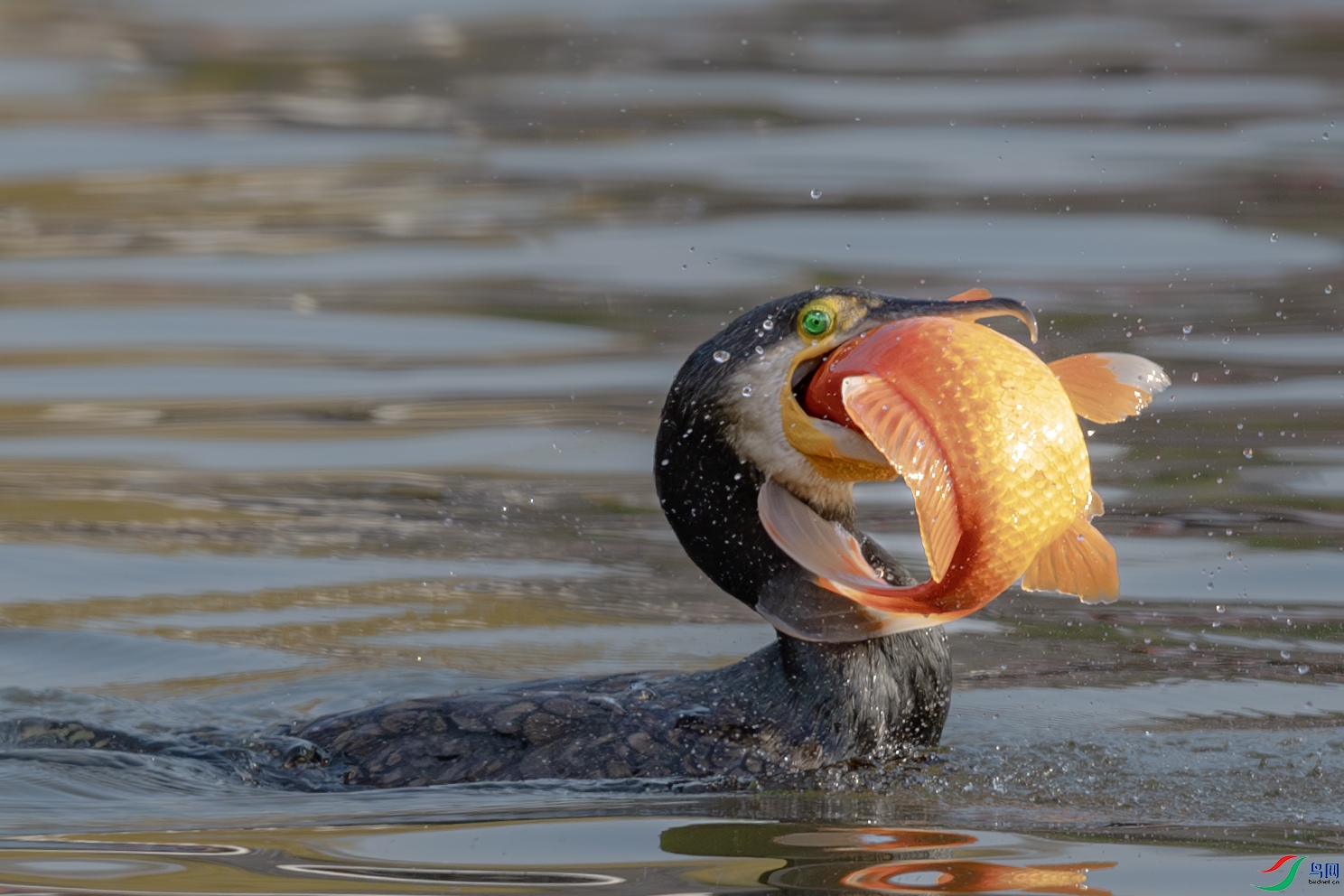 _31A1758-����ǿ-NR ����.jpg