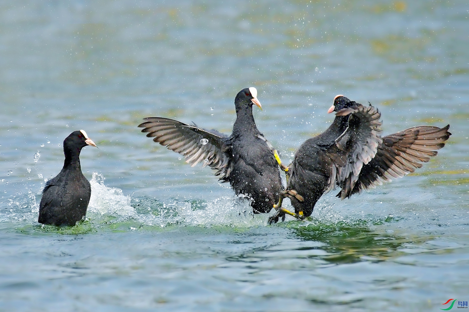 DSC_0629 ����.jpg