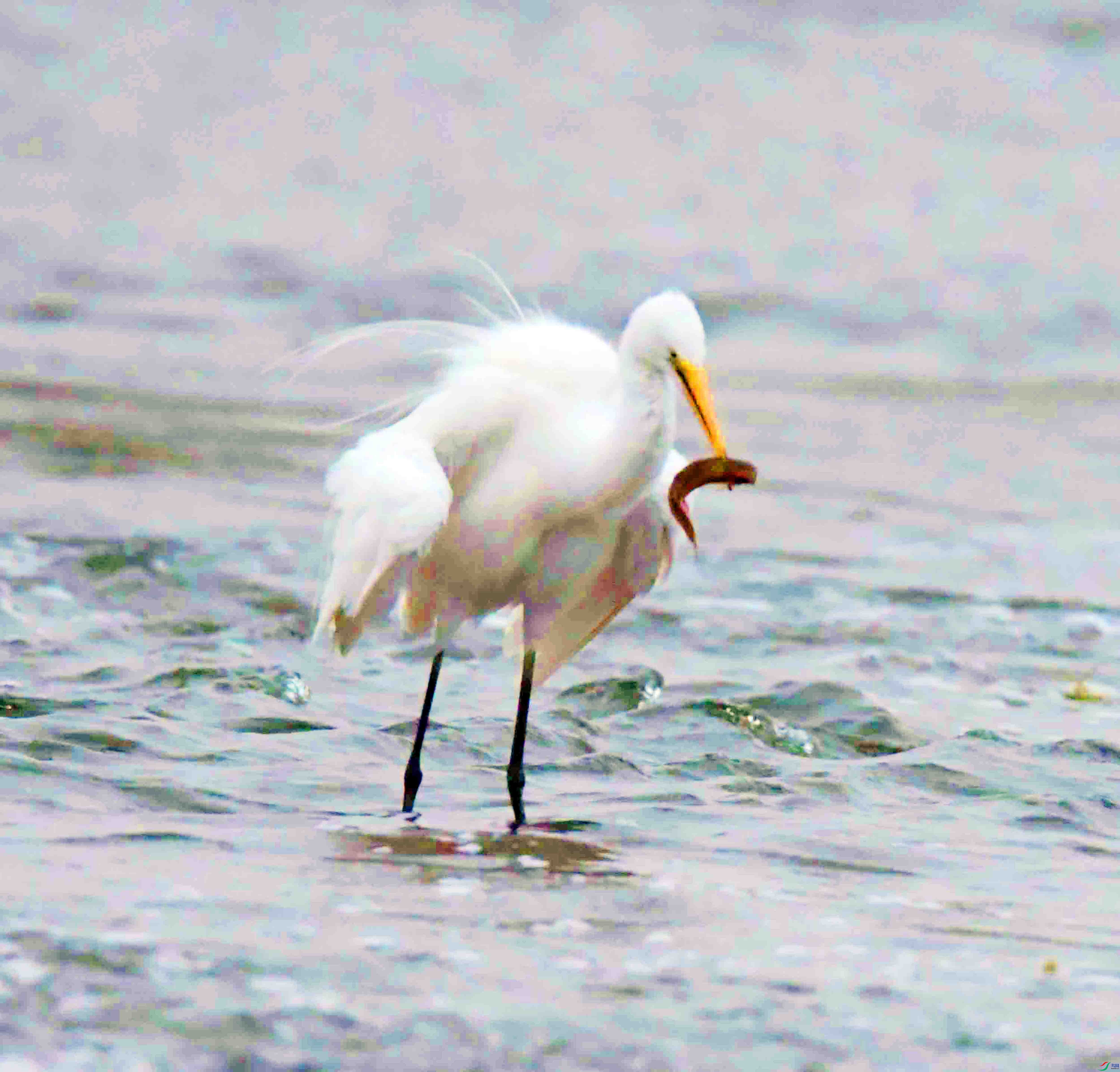 DSC_9572.JPG